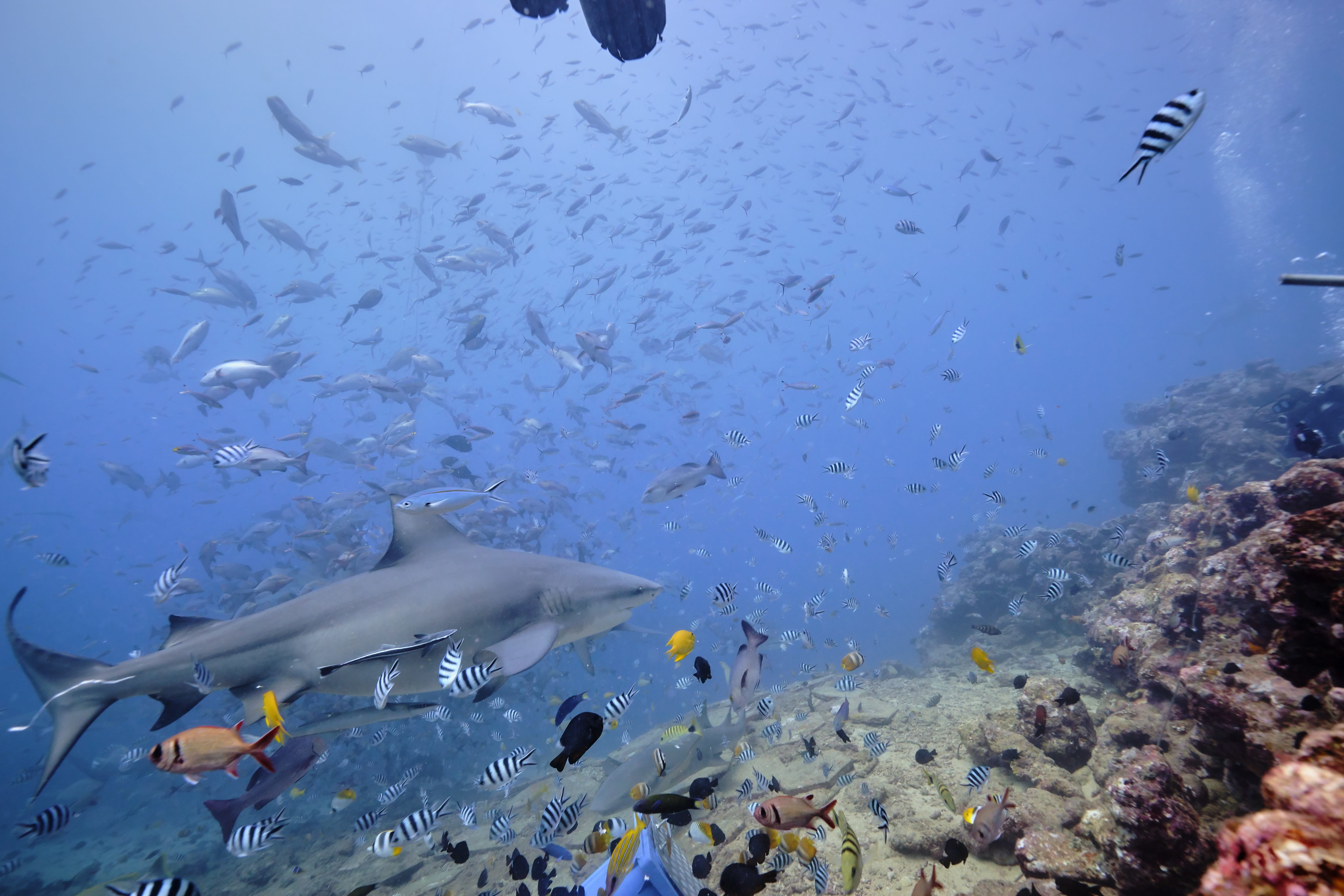 Diving in French Polynesia - trip of   in  French Polynesia