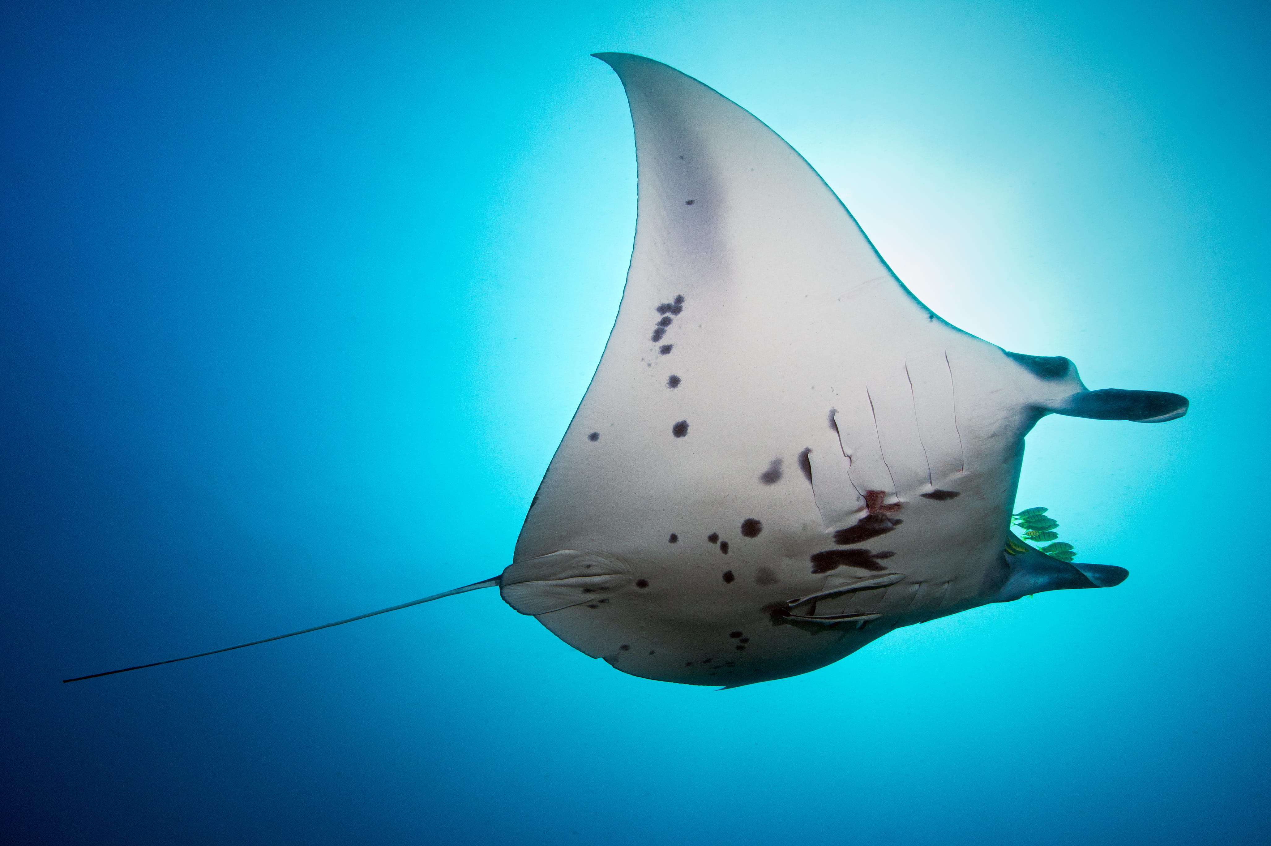 Liveaboard in Tubbataha Reef - trip of   in  Philippines