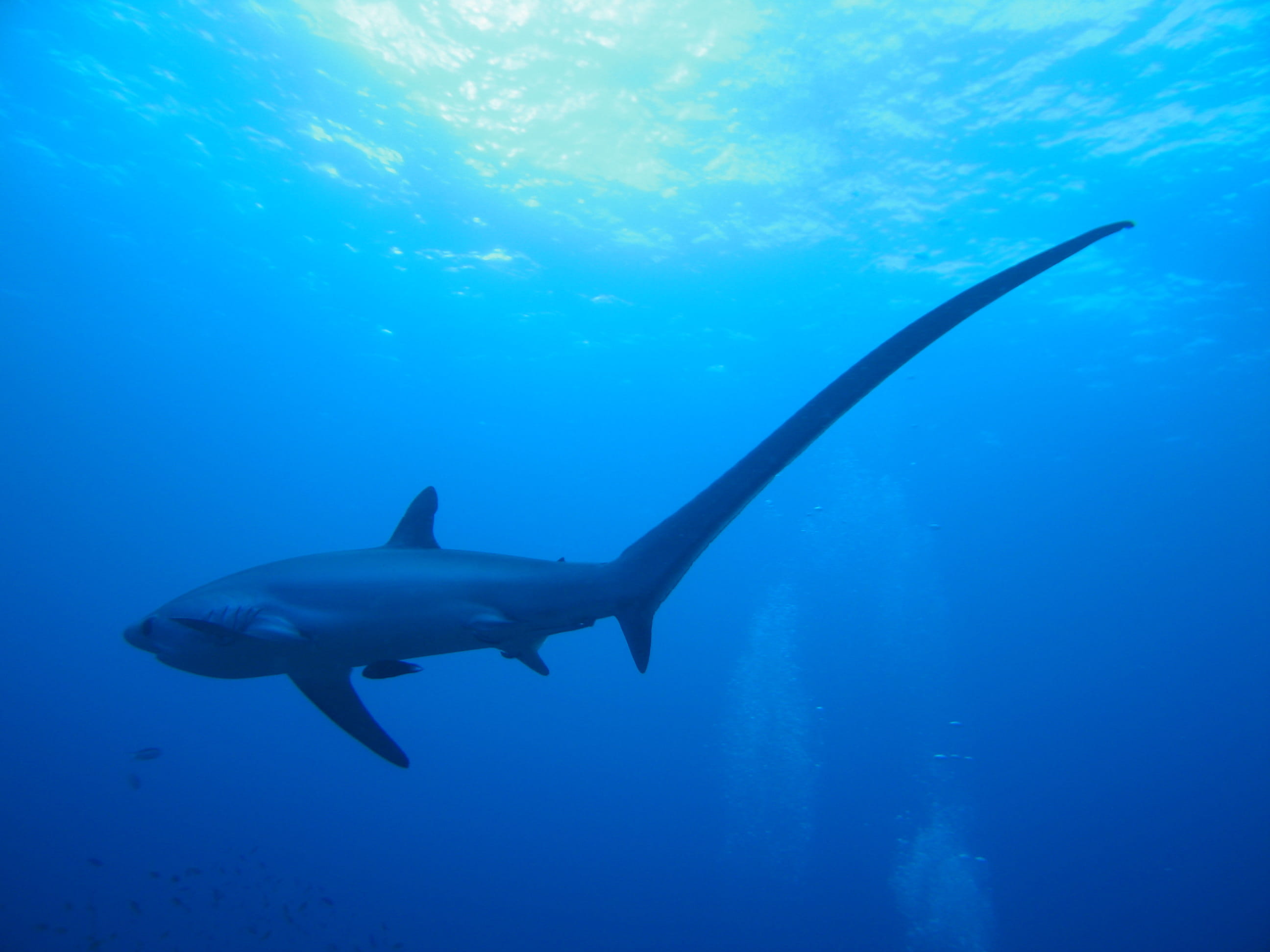 Liveaboard in Sea of Sulu - trip of   in  Philippines