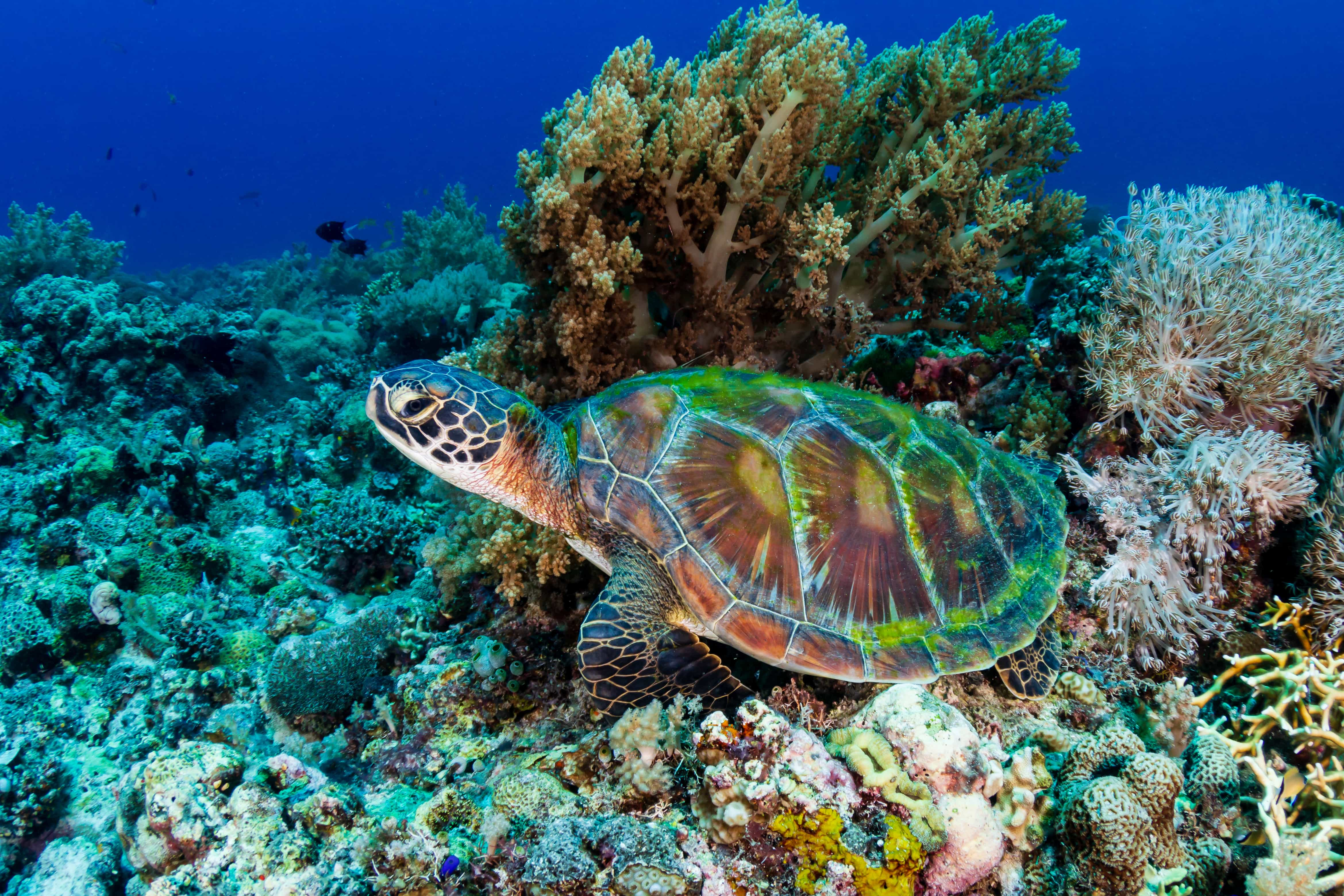 Liveaboard in Sea of Sulu