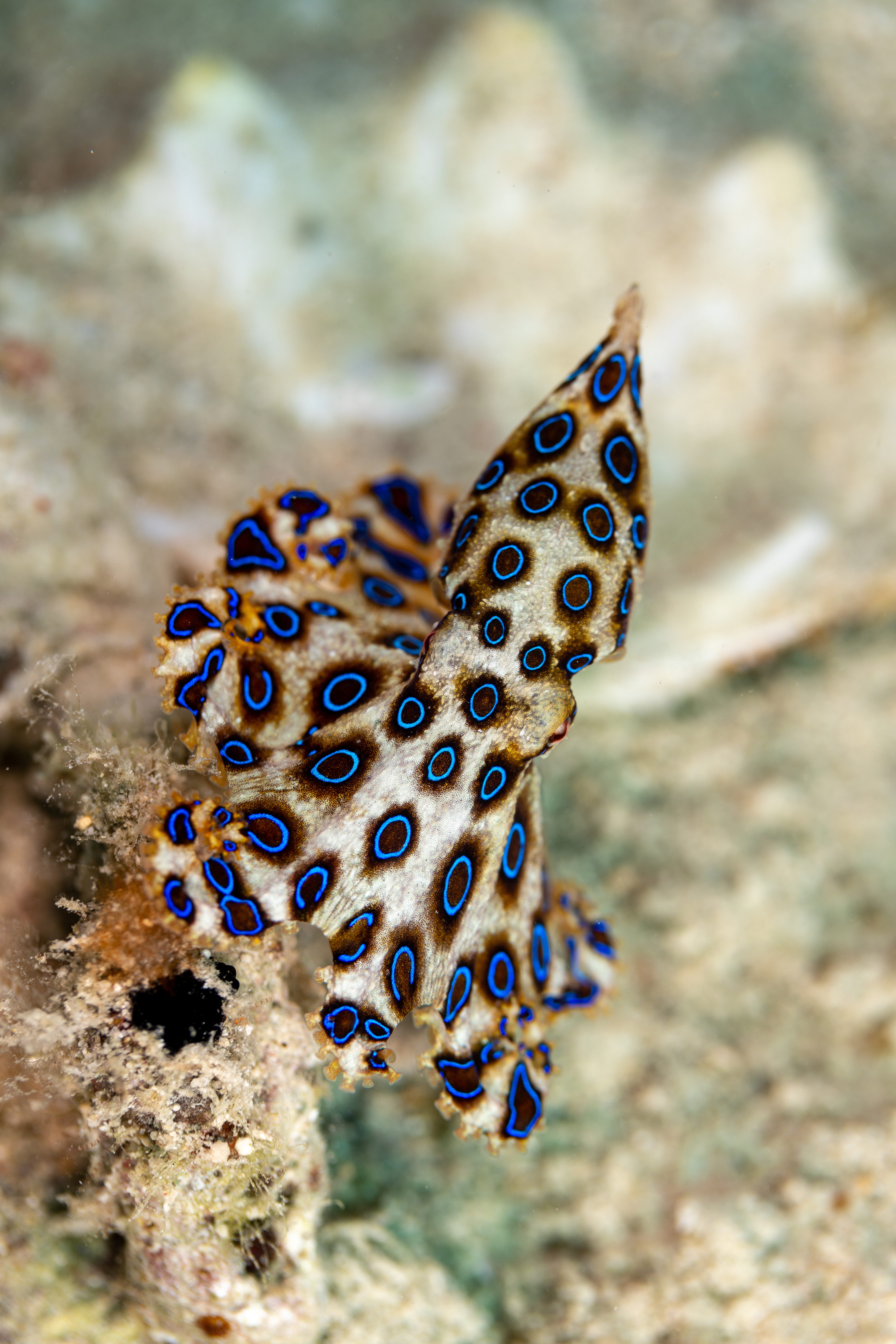 Liveaboard Visayas & Camiguin