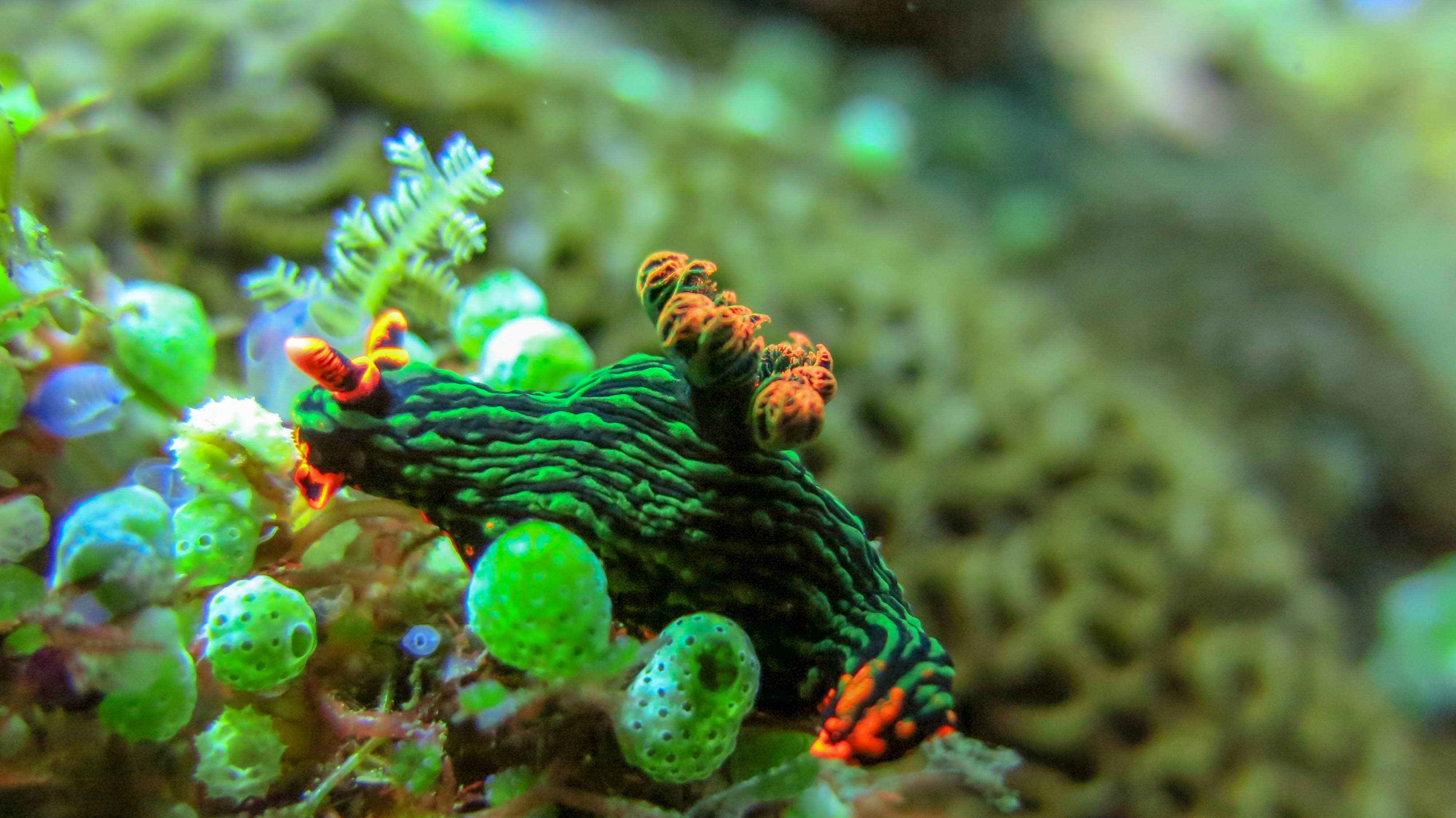 Liveaboard in Tubbataha Reef - trip of   in  Philippines