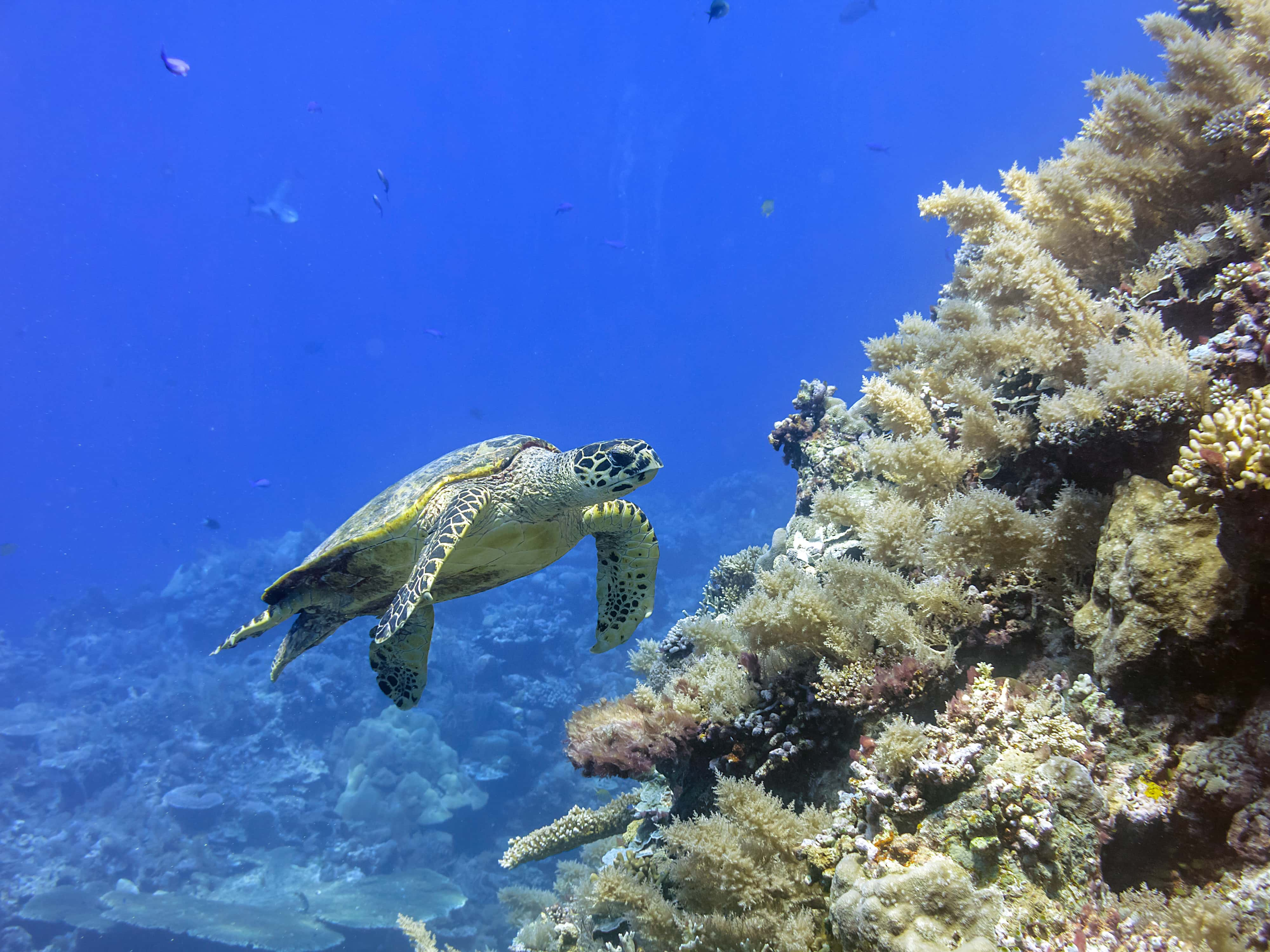 Liveaboard in palau - trip of   in  Palau