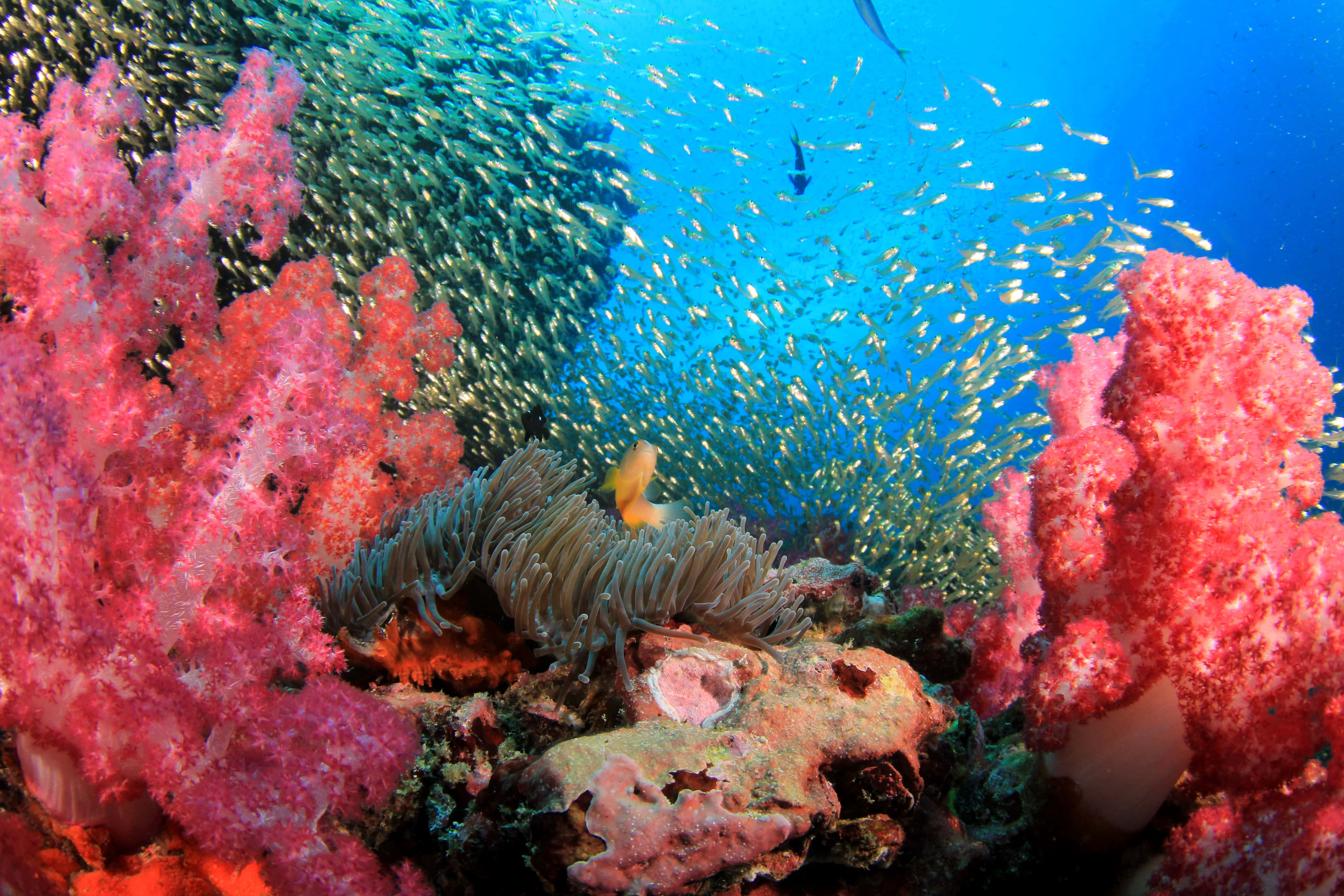 Liveaboard in palau - trip of   in  Palau