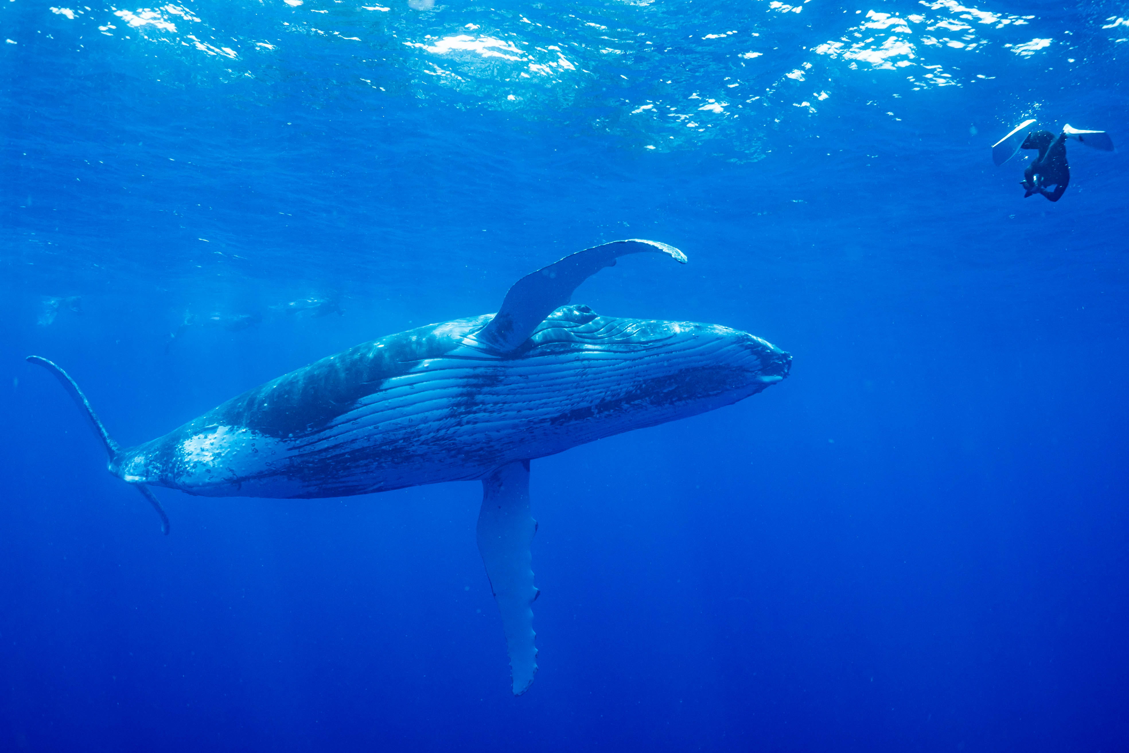 Liveaboard in Turks & Caicos Islands - trip of   in  Turks and Caicos Islands