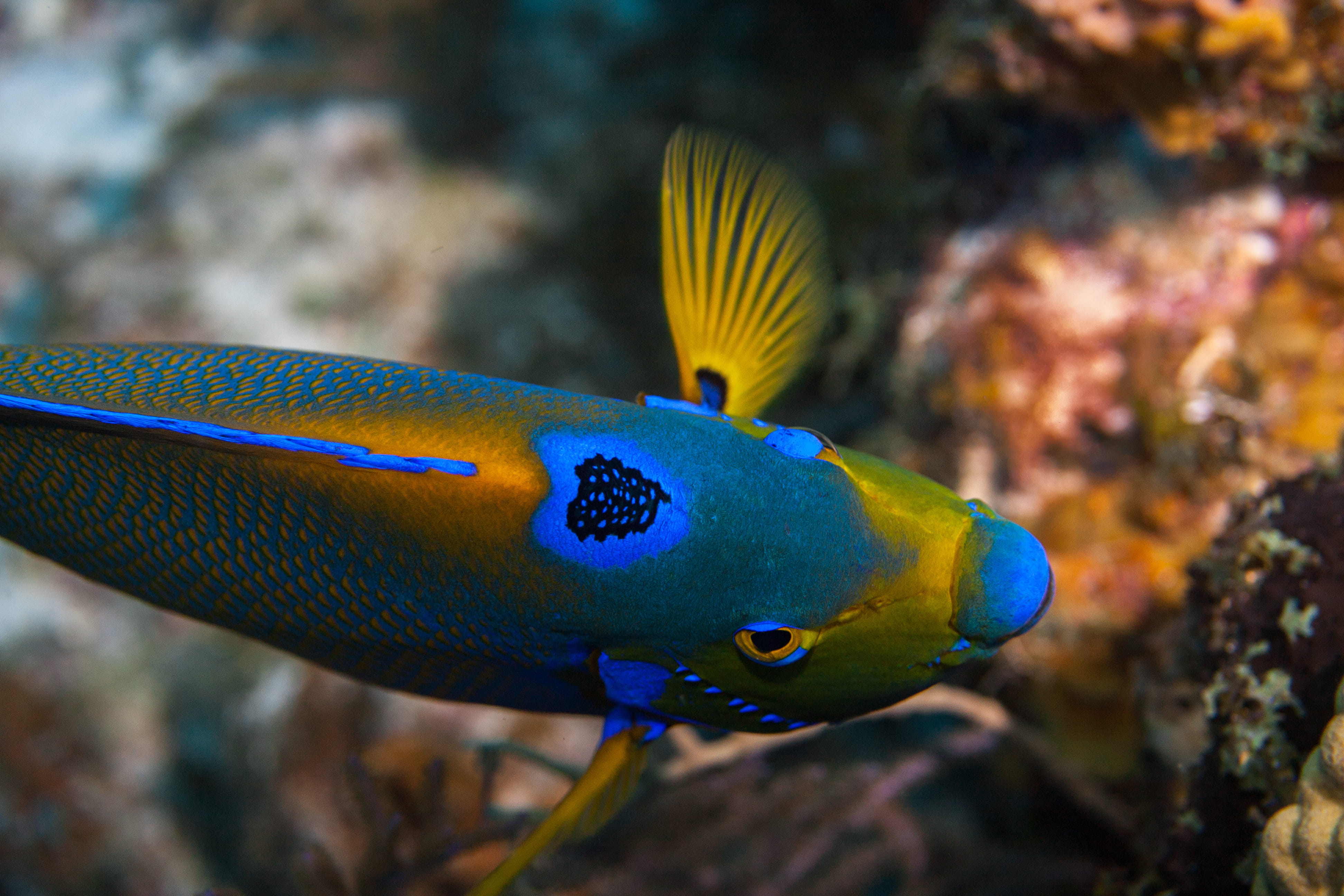 Liveaboard in Turks & Caicos Islands - trip of   in  Turks and Caicos Islands