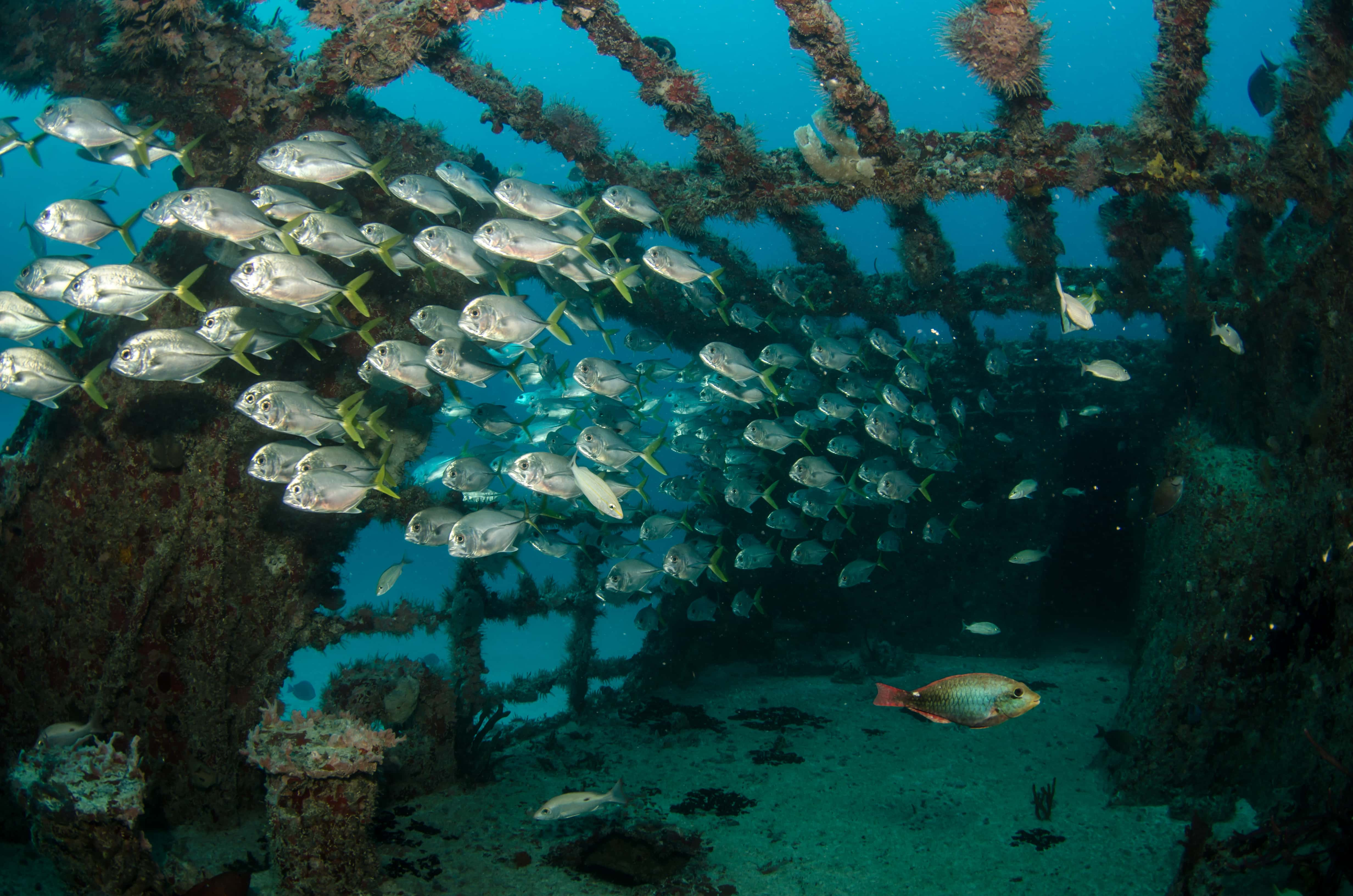 Liveaboard in Turks & Caicos Islands - trip of   in  Turks and Caicos Islands