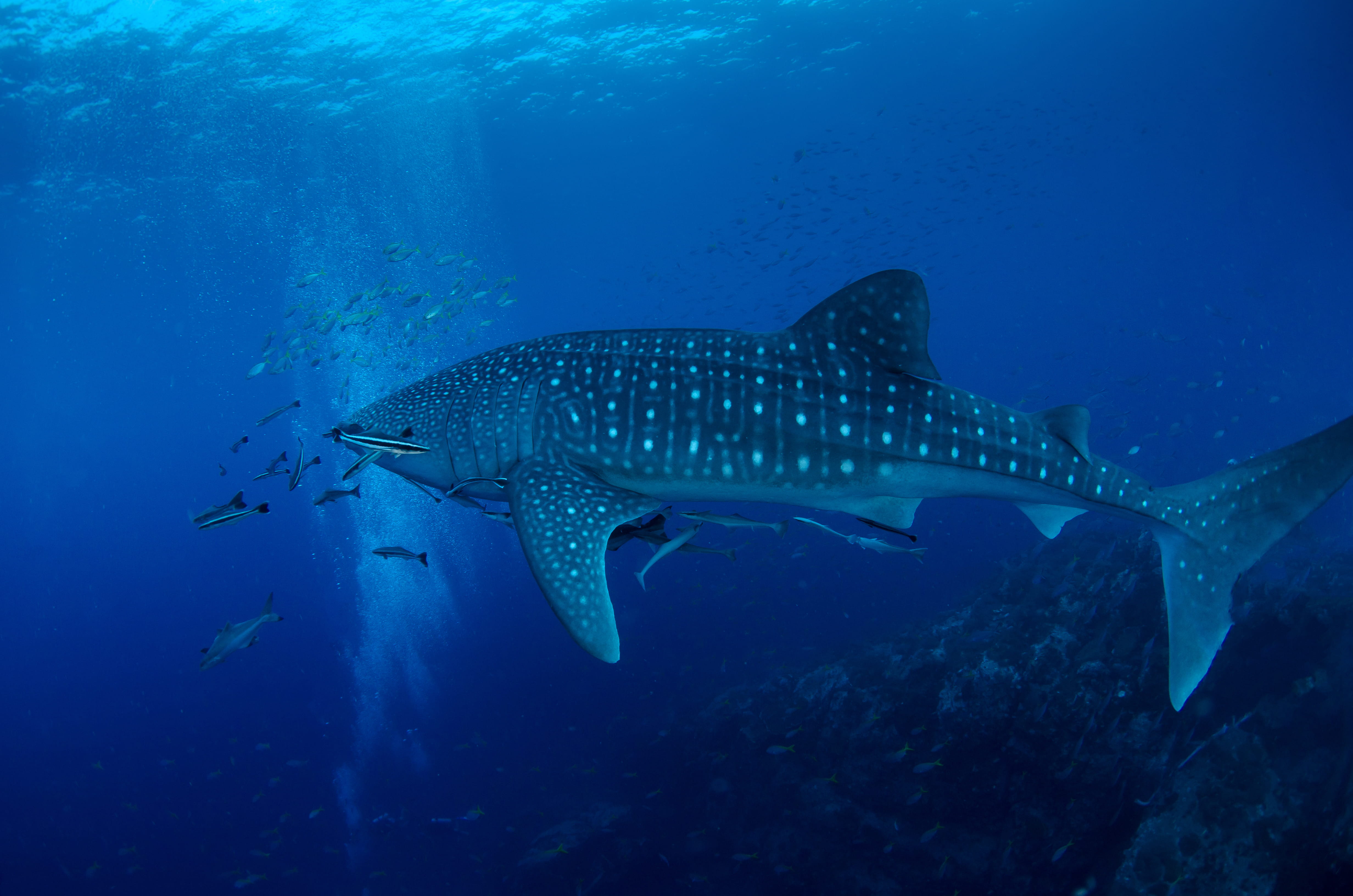 China and Similan Liveaboard