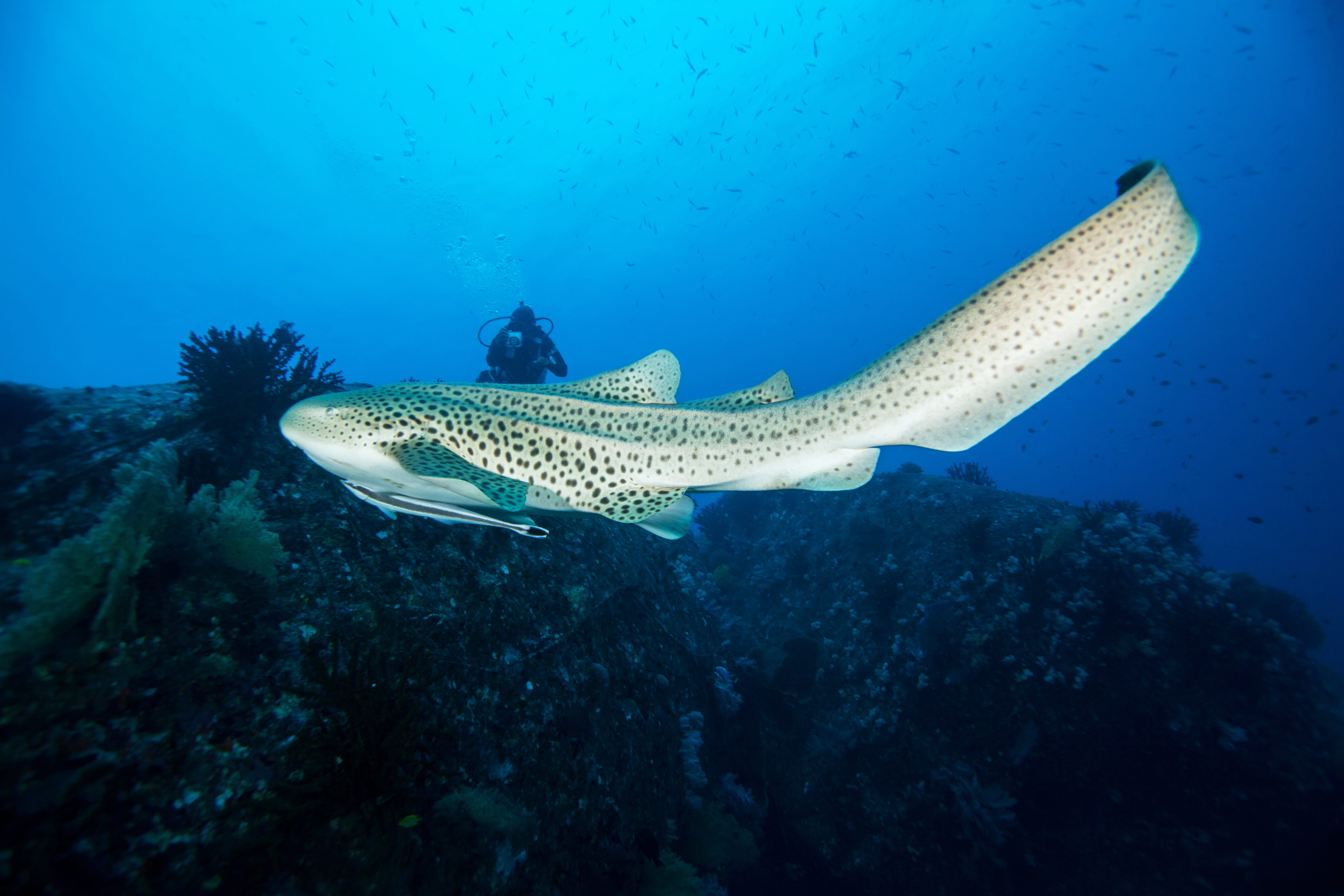 Buceo en Isla de Koh Tao, Tailandia - viaje de   en  Tailandia