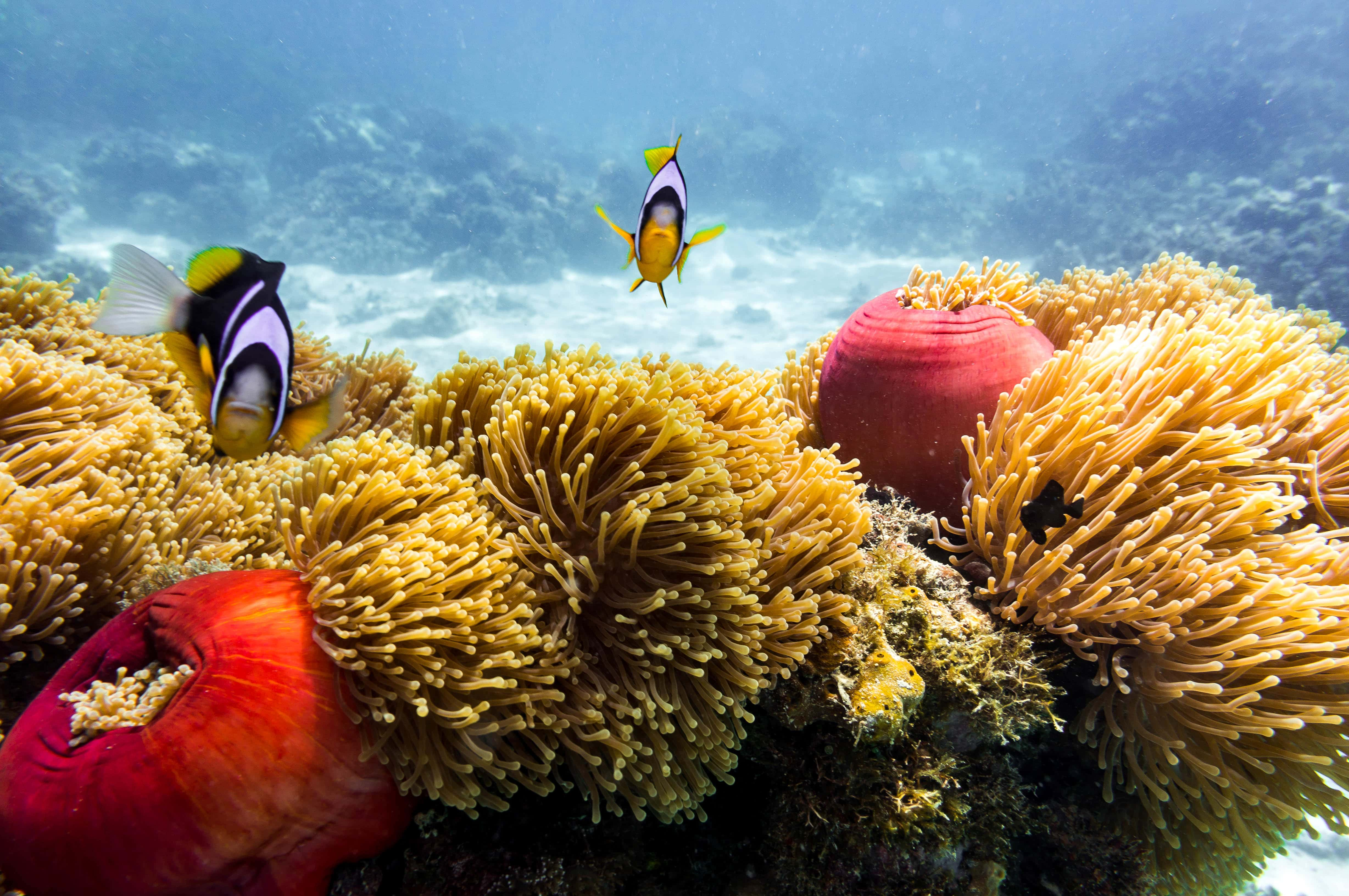 Buceo en Pemba - viaje de   en  Tanzanía