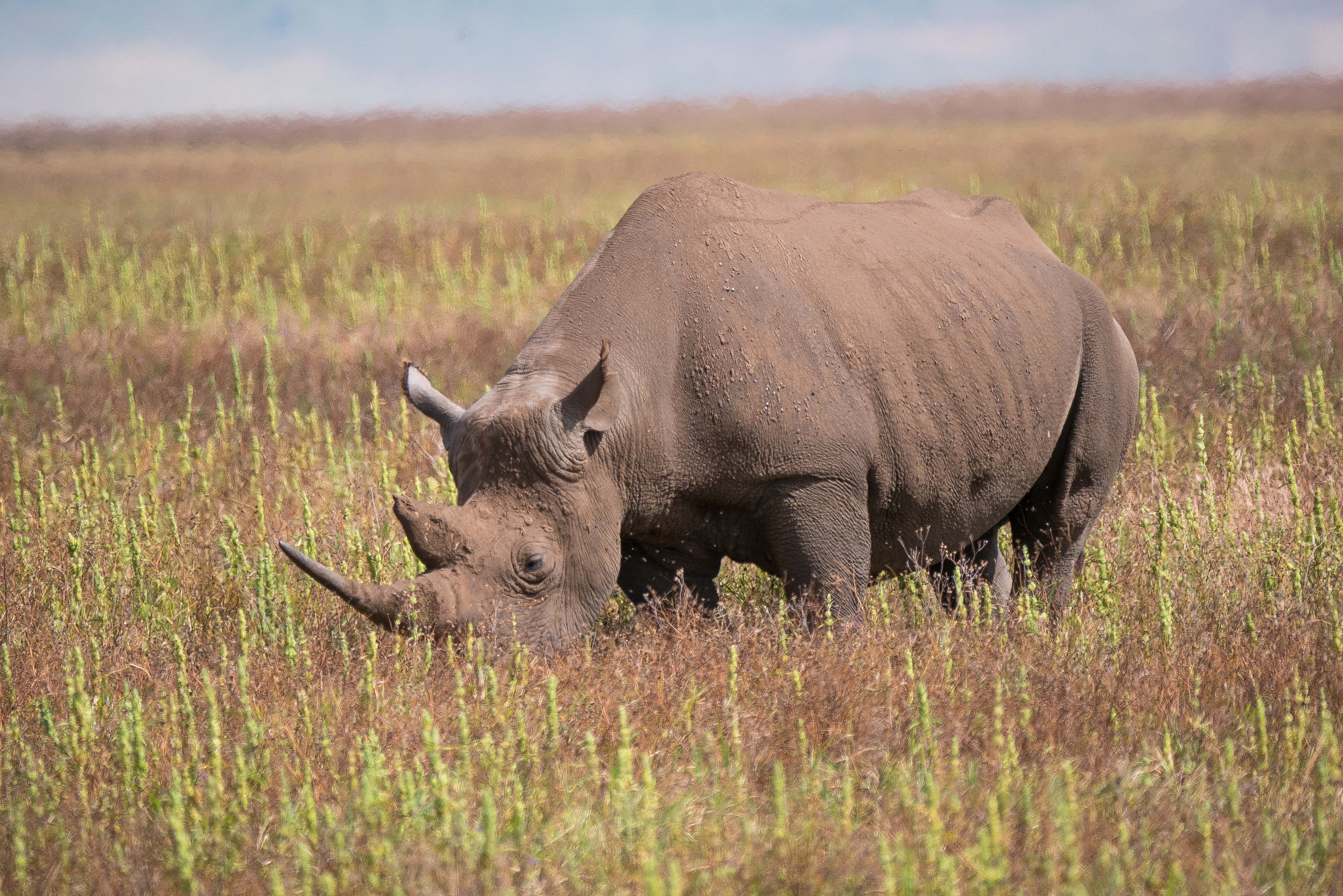 Tanzania, parks of the North - trip of   in  Tanzania