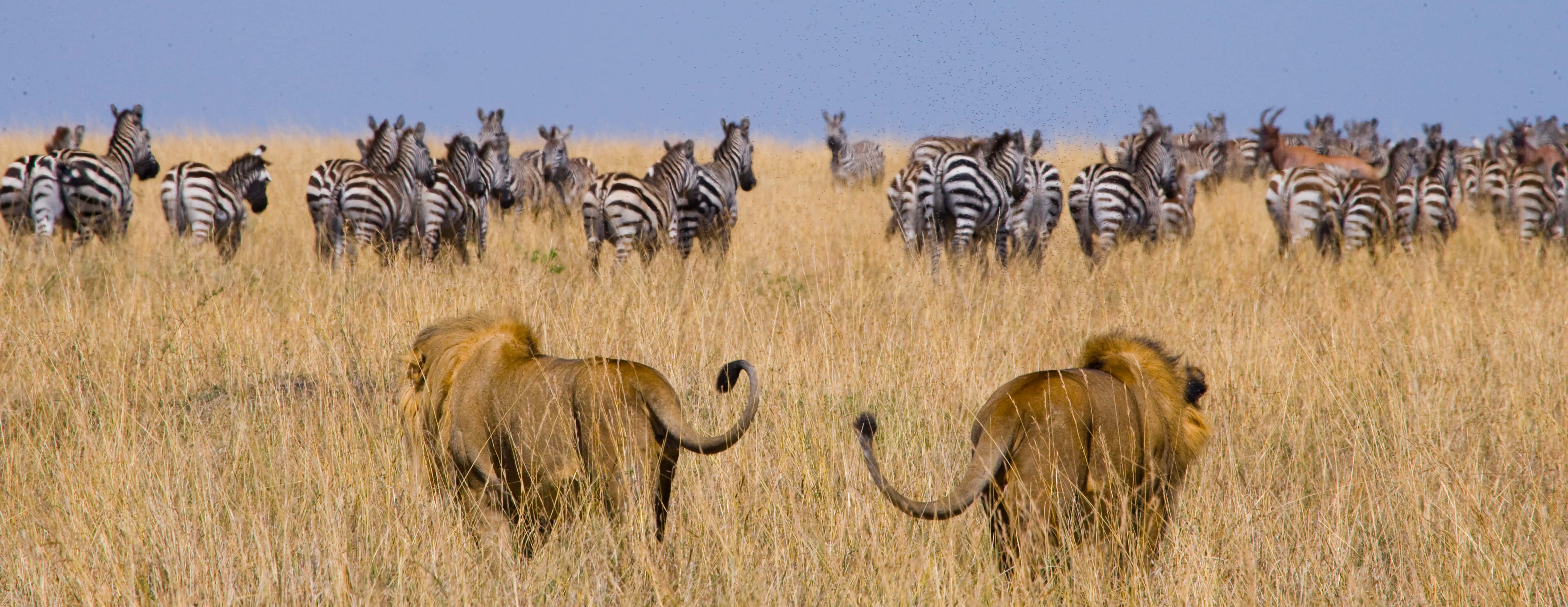 Tanzania, fly safari - viaje de   en  Tanzanía