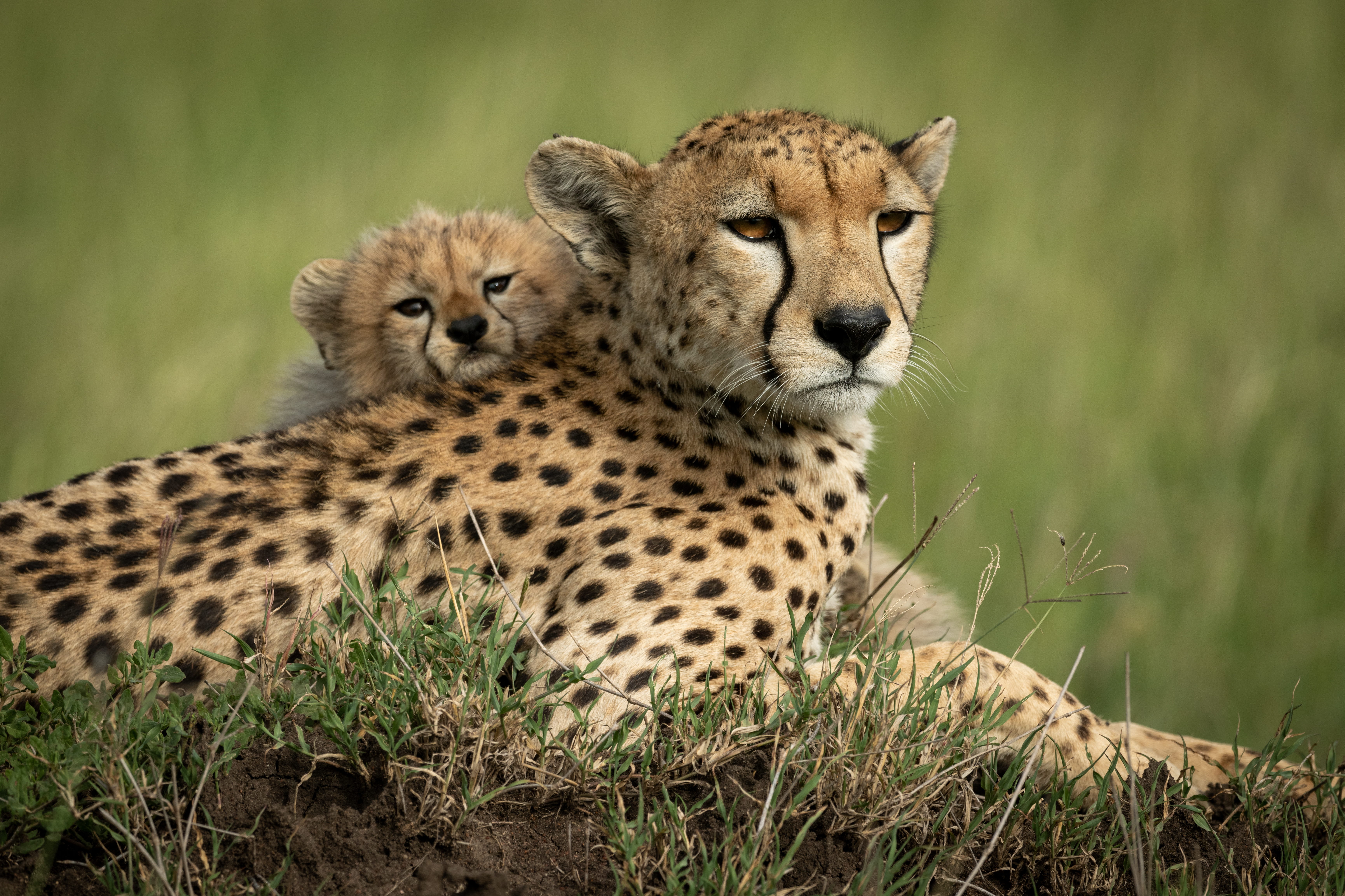 Tanzania, parques del Norte - viaje de   en  Tanzanía