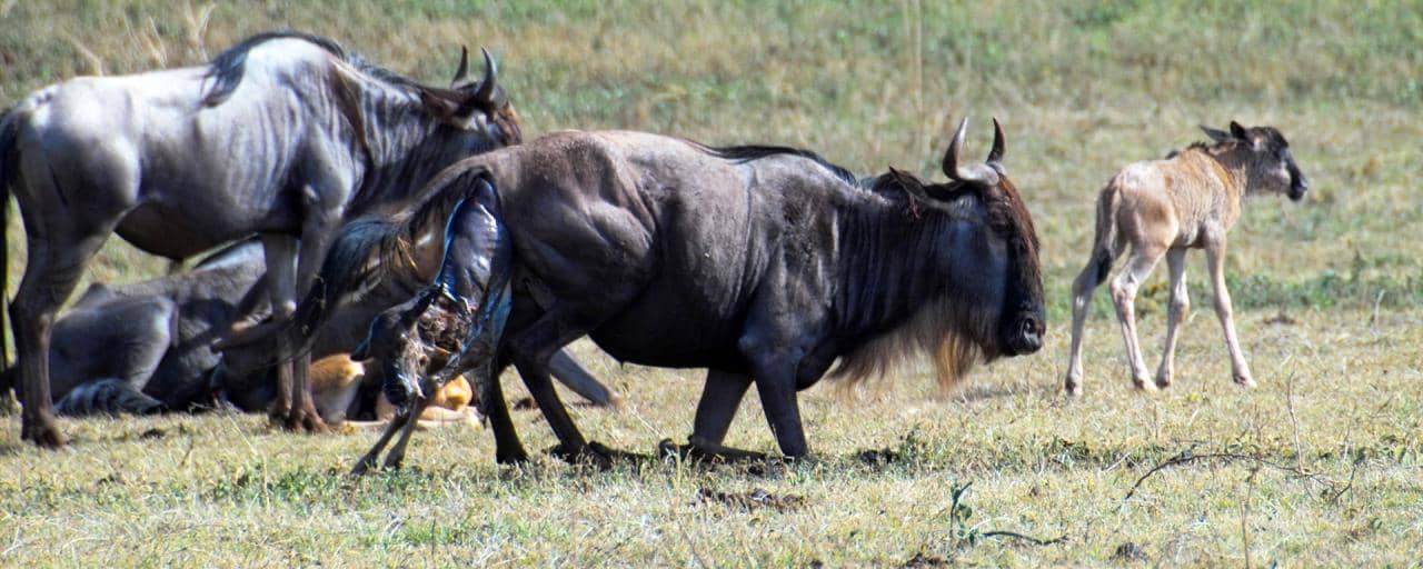 Birth wildebeest 