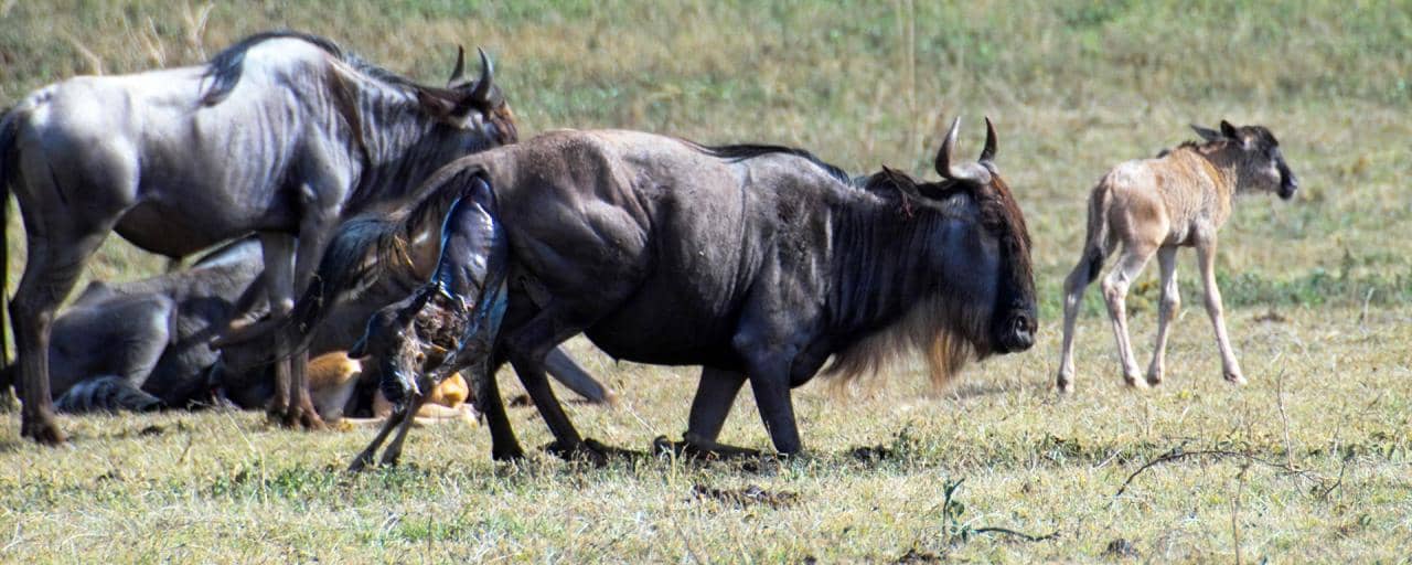 Birth wildebeest and zebras