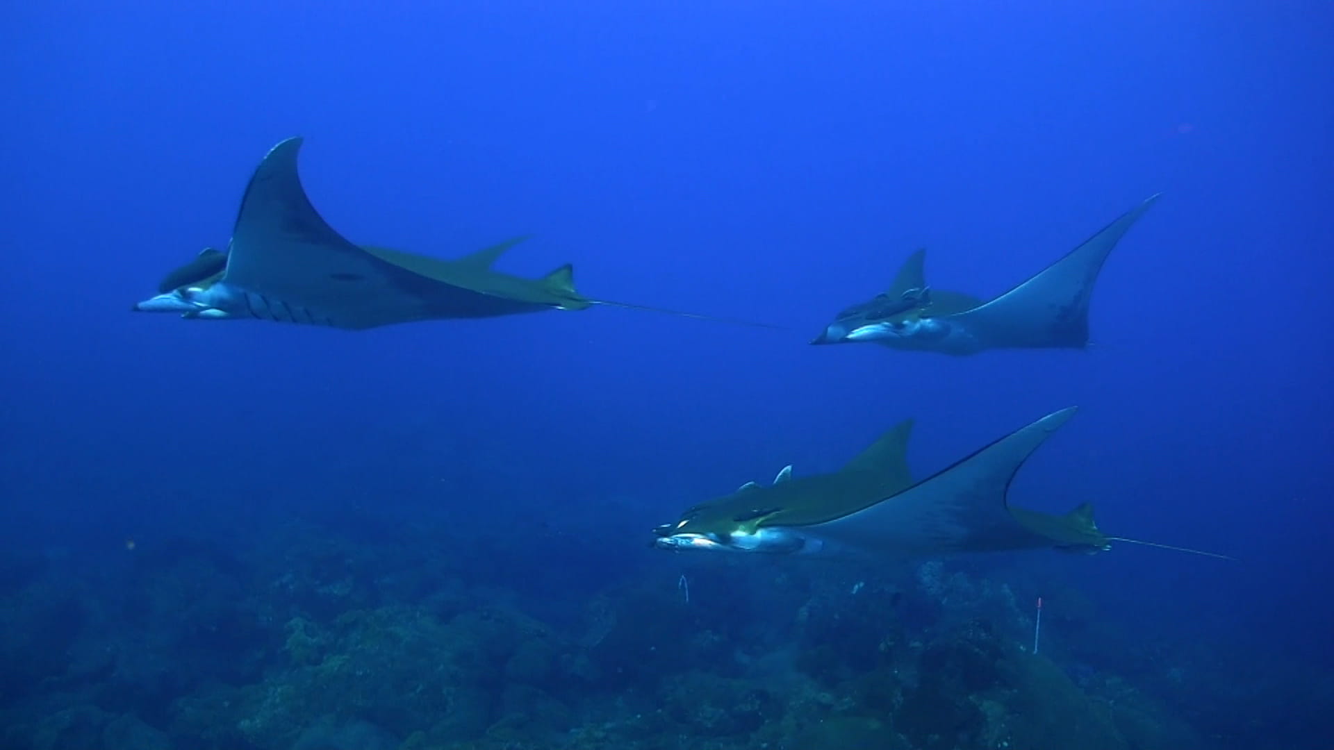 Whale Island - trip of   in  Vietnam