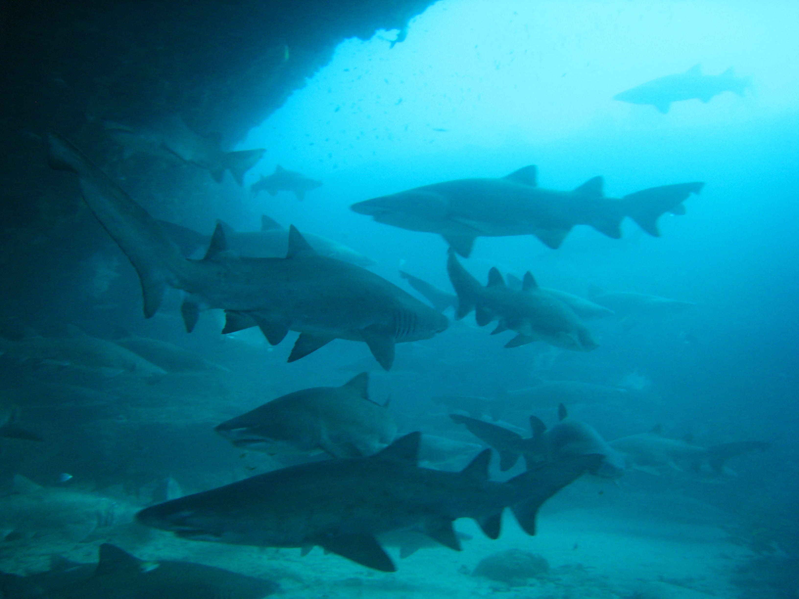 Buceo en Sudáfrica y safari - viaje de   en  Sudáfrica