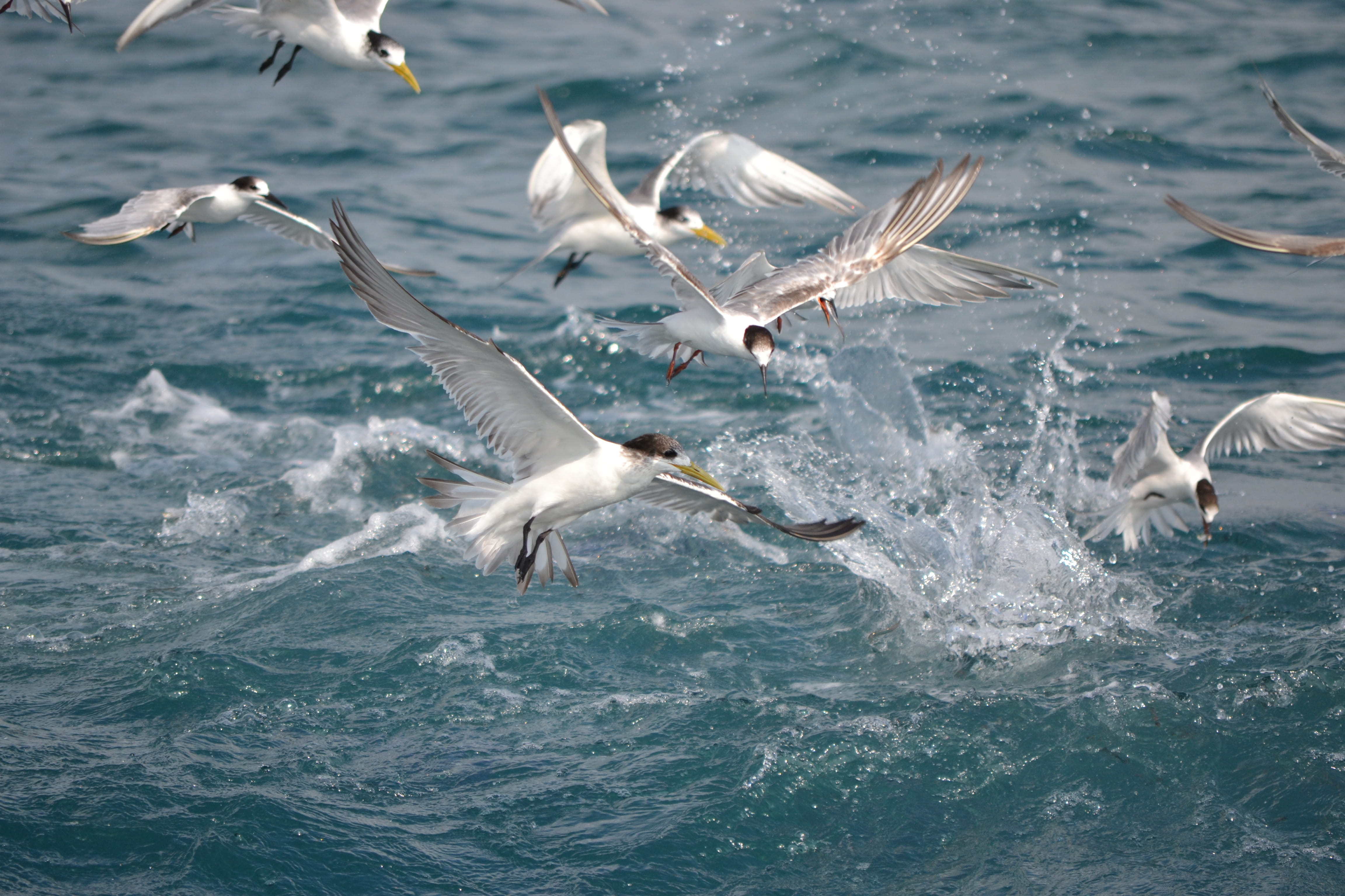 Sardine Run - trip of   in  South Africa