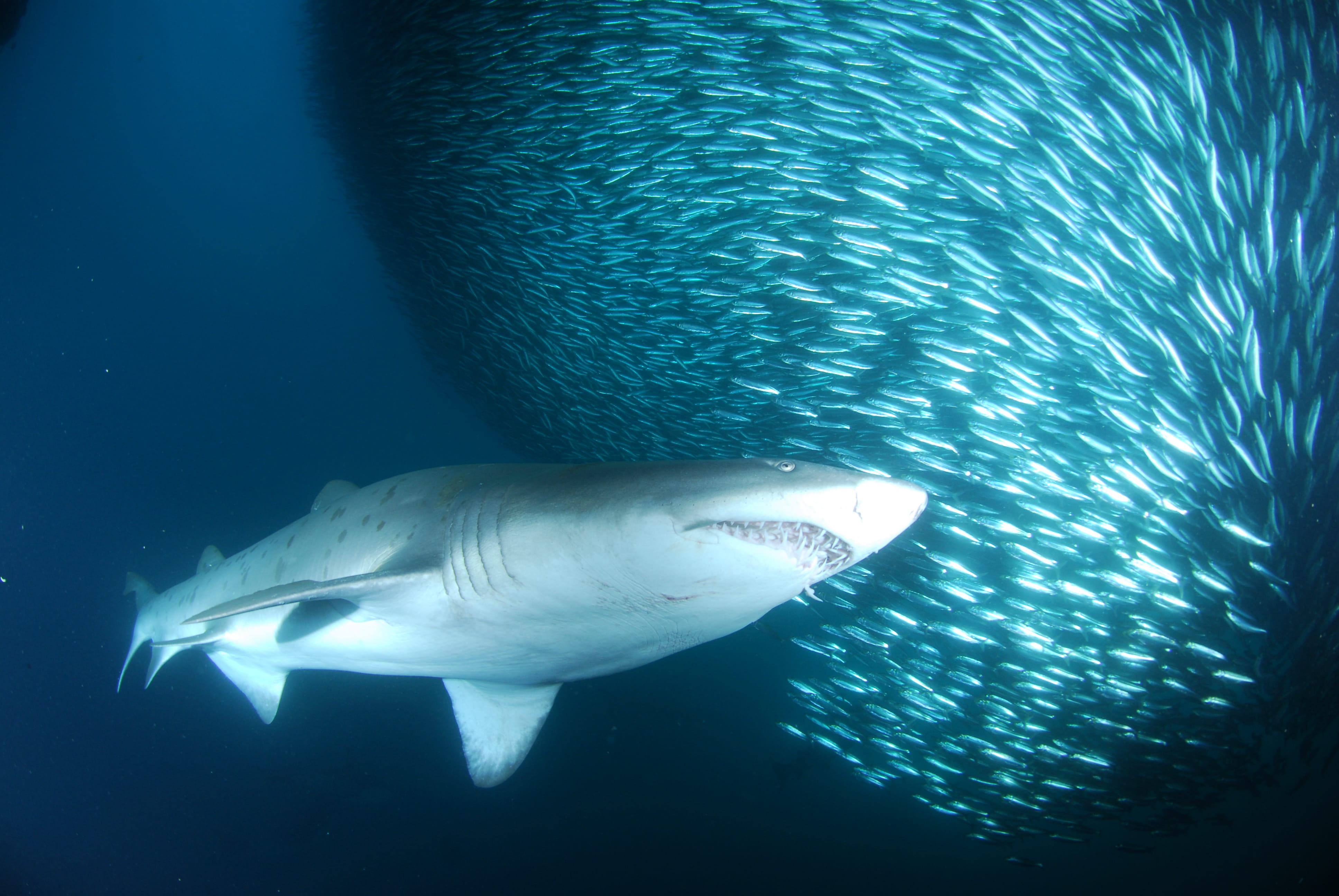 Sardine Run - trip of   in  South Africa