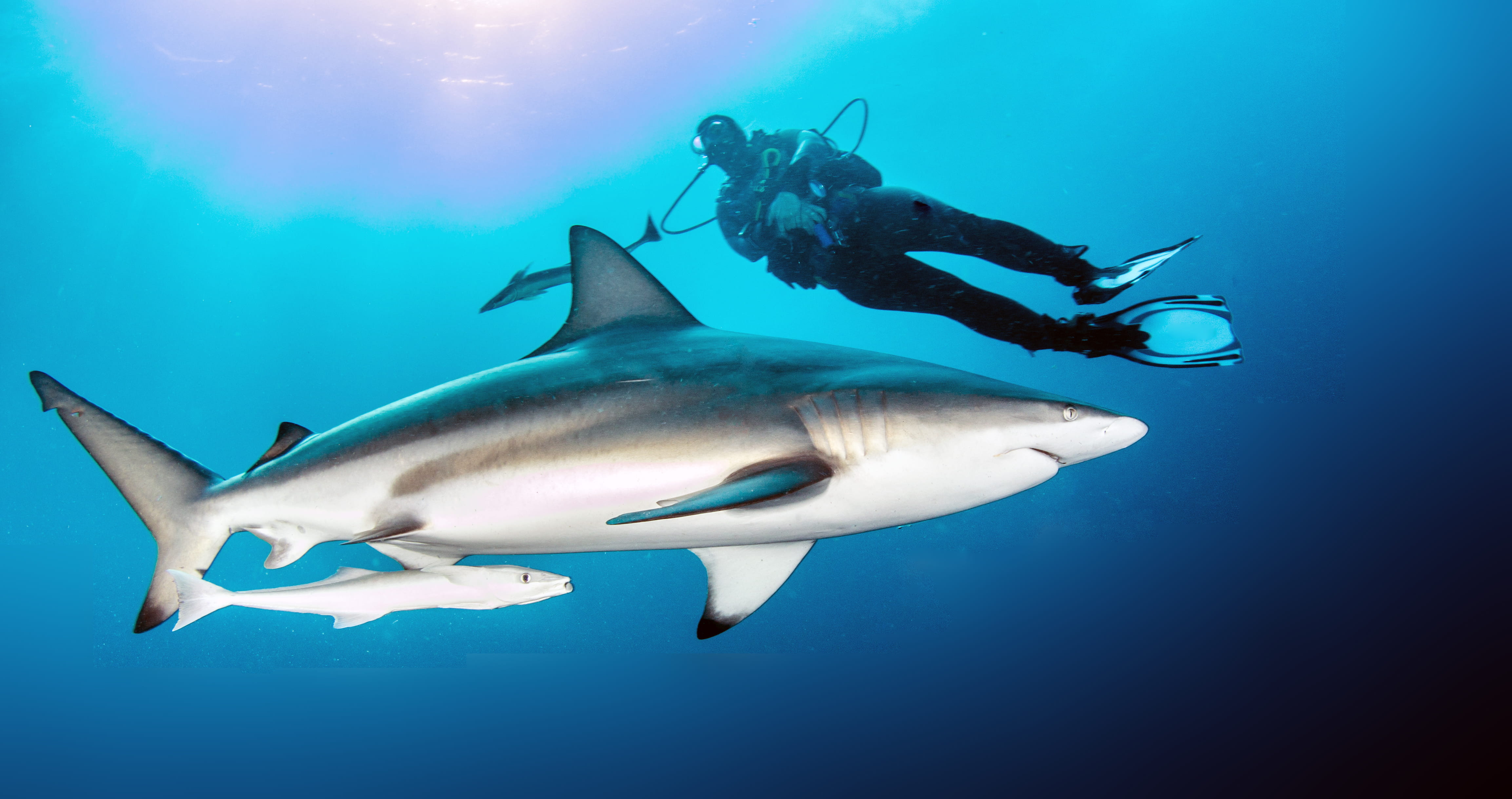 Diving in South Africa and Great White - trip of   in  South Africa