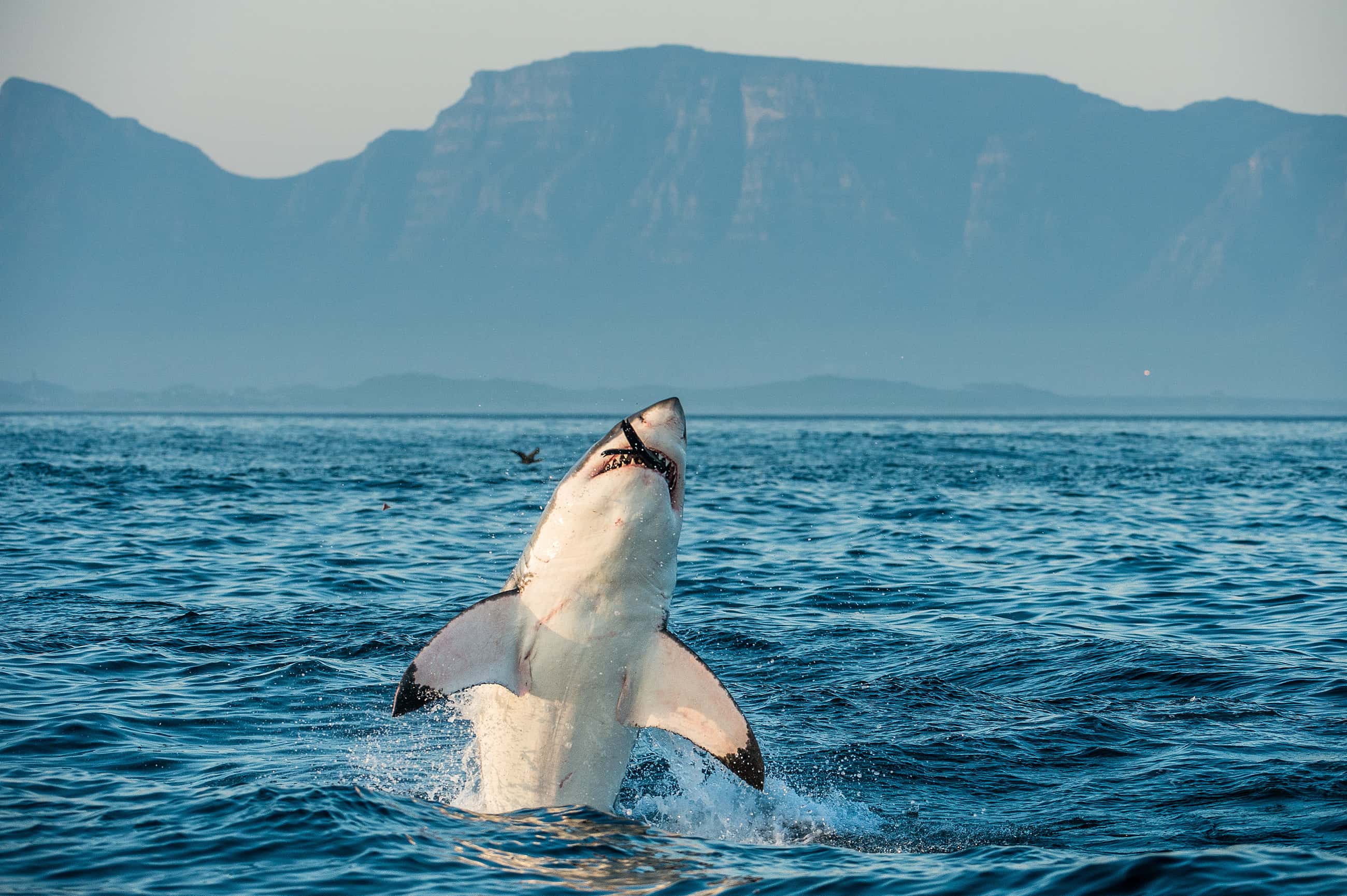 Diving in South Africa and Great White