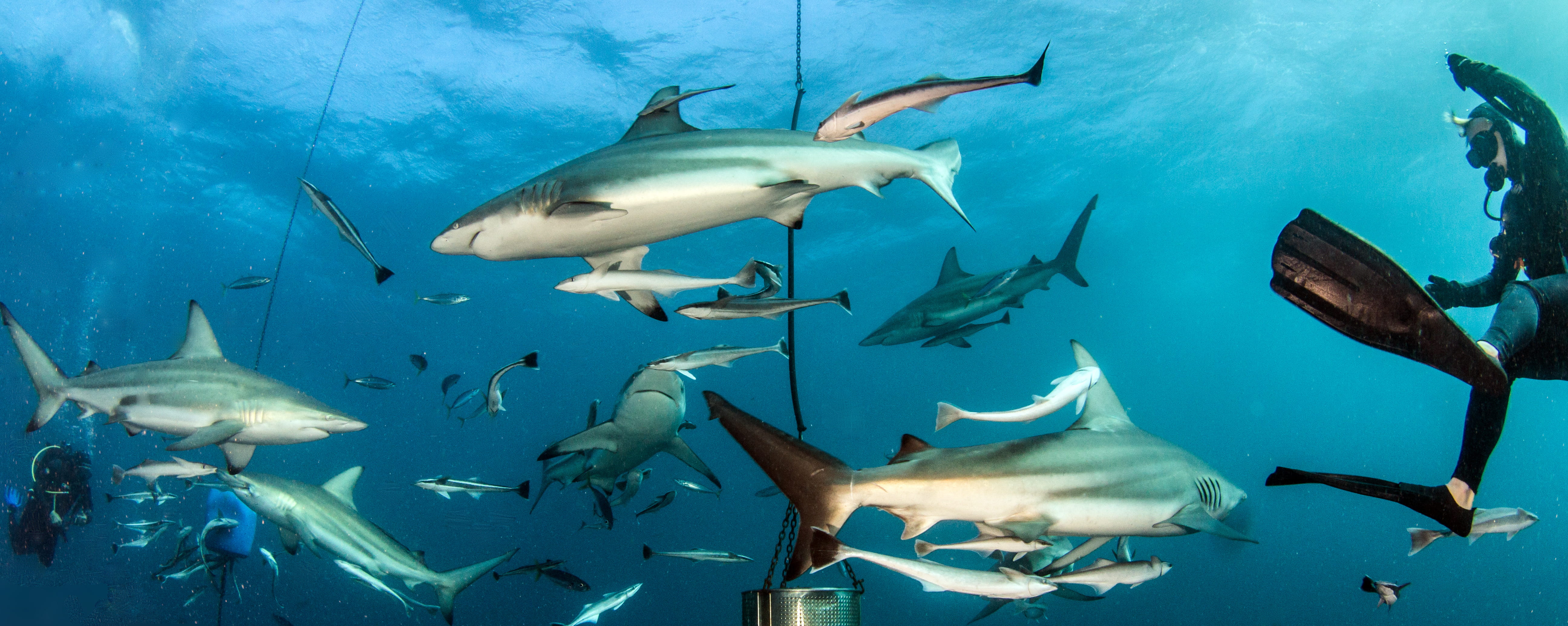 Buceo en Aliwal Shoal y Sodwana - viaje de   en  Sudáfrica