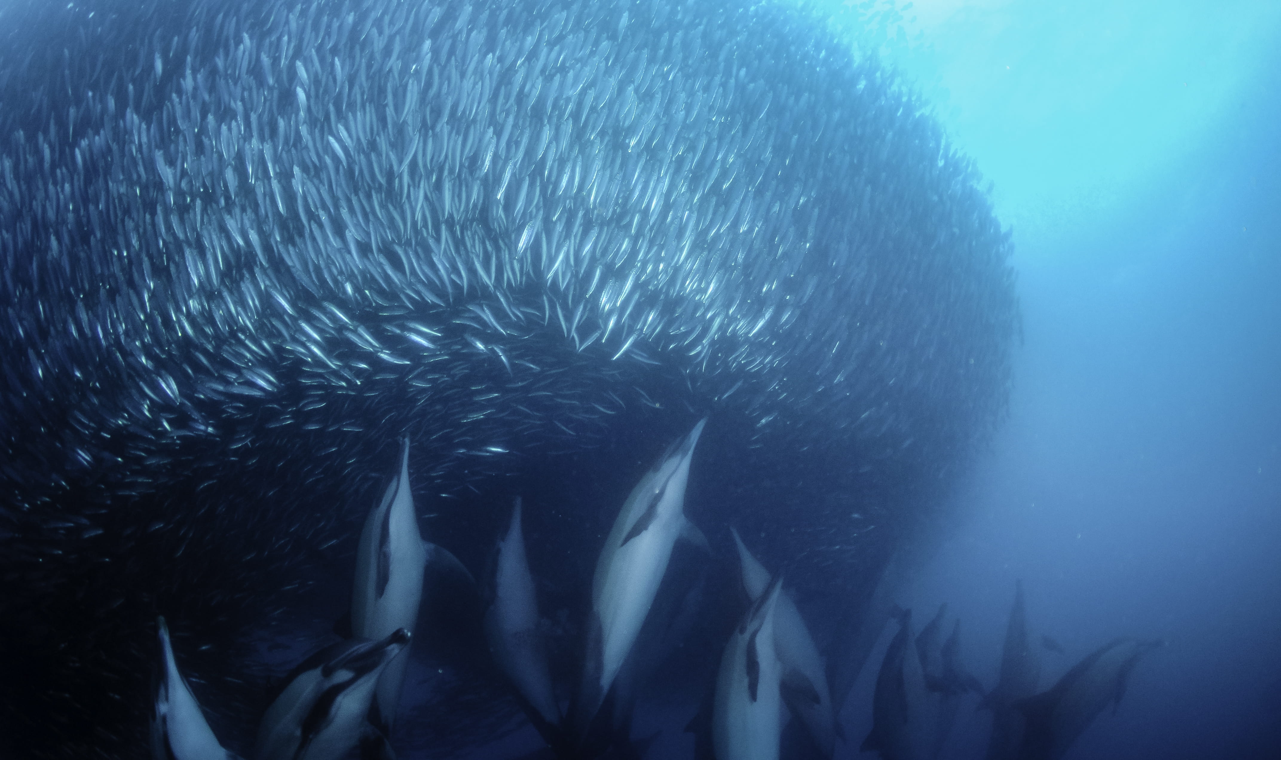 Sardine Run - trip of   in  South Africa