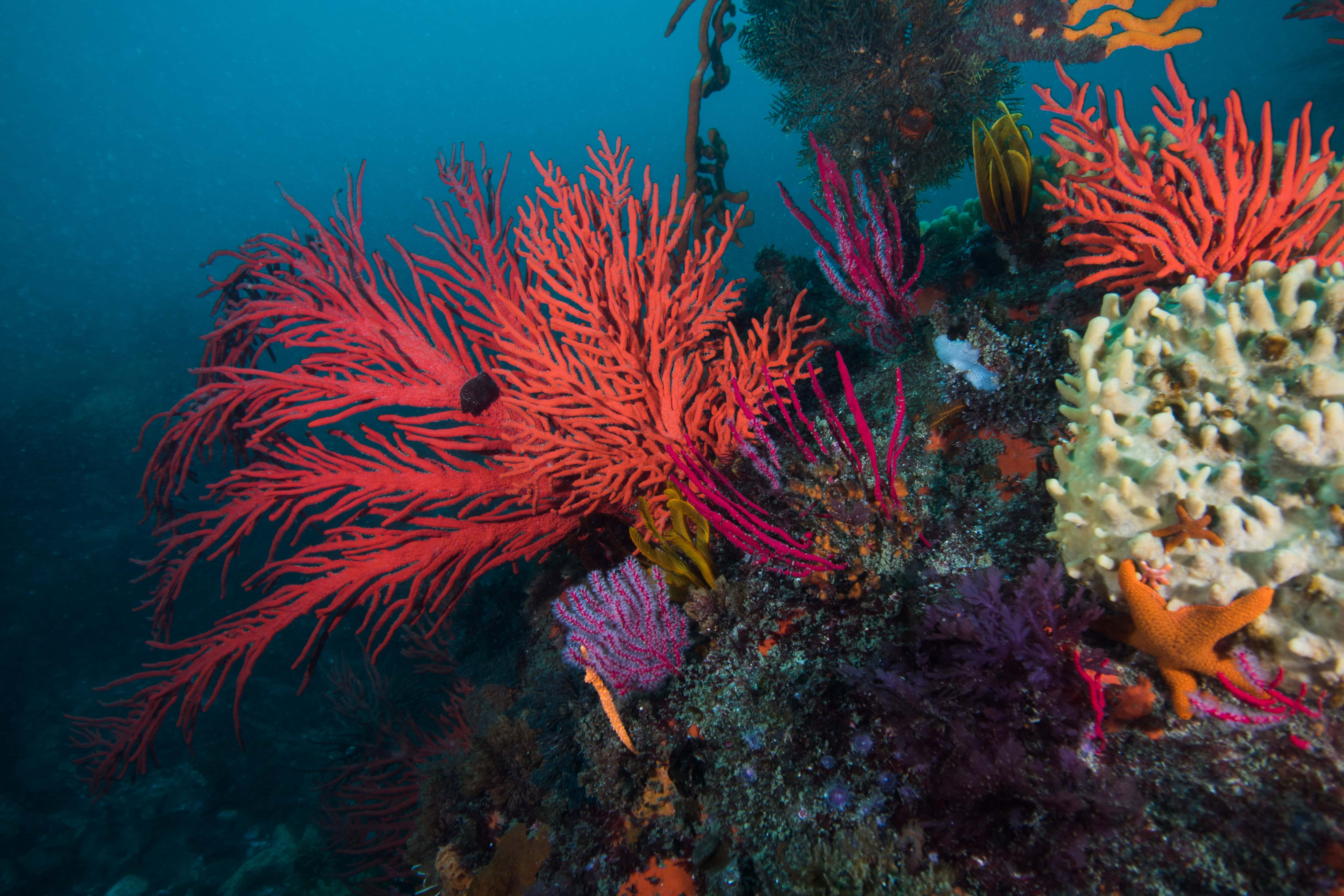 Buceo en Aliwal Shoal y Sodwana