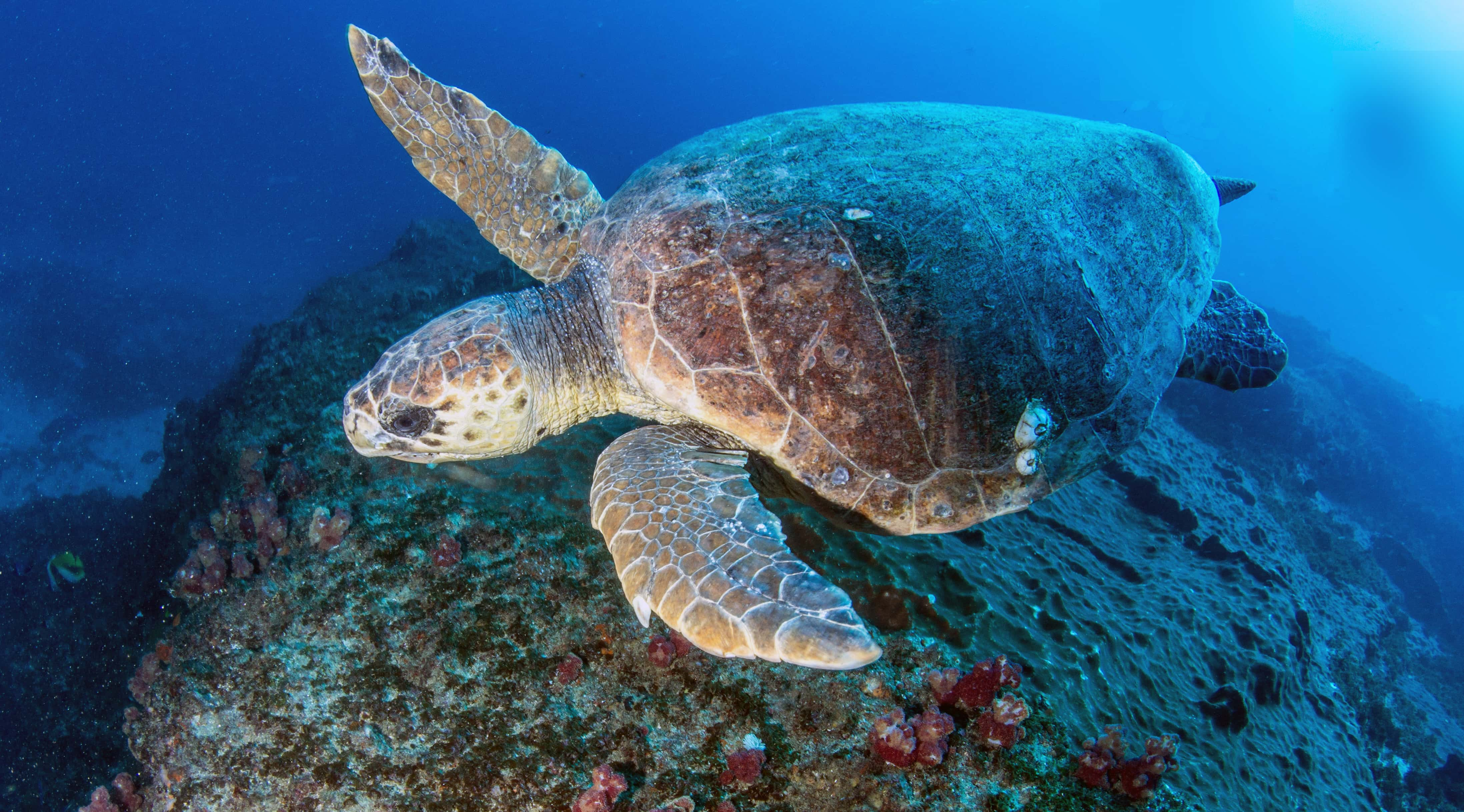 Buceo en Aliwal Shoal y Sodwana - viaje de   en  Sudáfrica