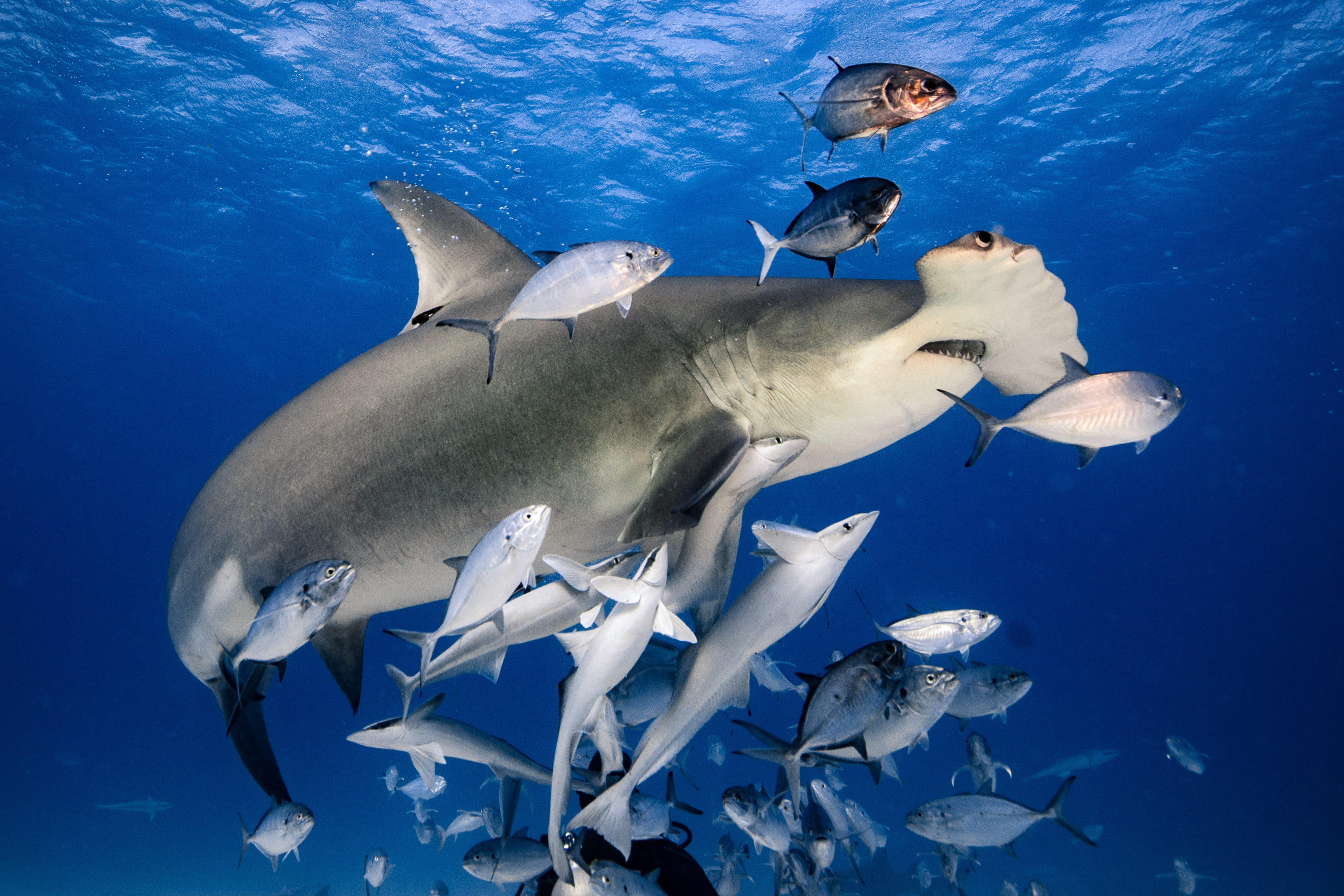 Buceo en Sudáfrica y safari