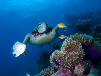 Australia vida a bordo