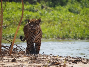 Jaguares, Amazonas y Rio de Janeiro