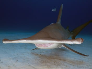 Bimini