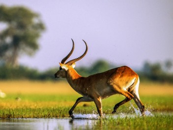 Delta del Okavango