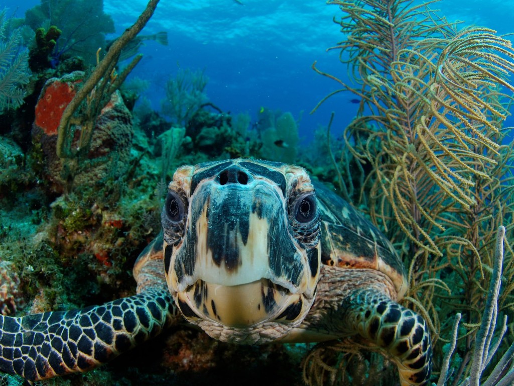 Guatemala y Belice