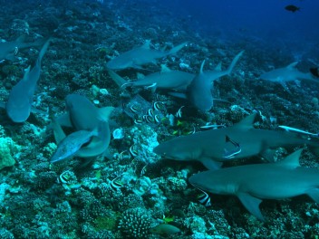 Buceo en Providencia, San Andres