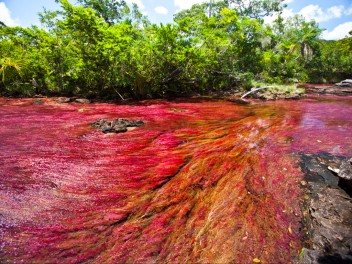 Caño Cristales