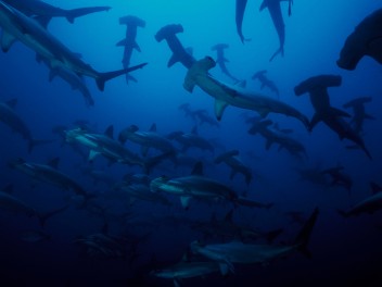 Vida a bordo en Malpelo