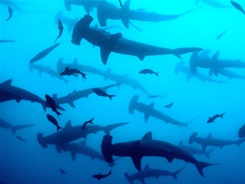 Vida a bordo en Cocos - Aggressor
