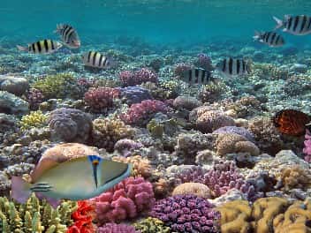 Buceo en María la Gorda