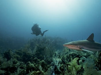Bahía de Cochinos - Aggressor