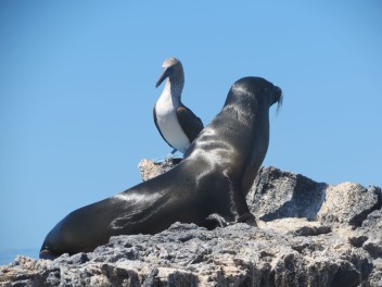 Galapagos: buceo e islas