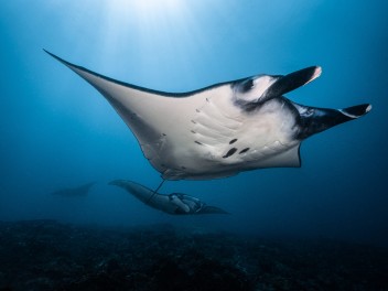 Komodo North & South
