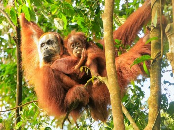 Borneo y atolón de Maratua