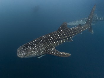 Komodo & Sumbawa