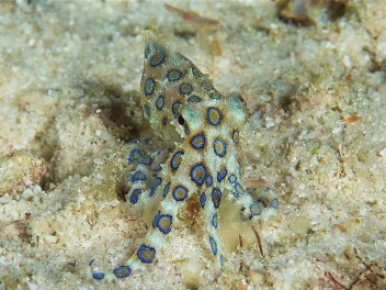 Raja Ampat – Halmahera – Lembeh