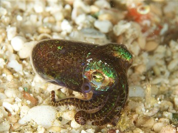 Sulawesi. Lembeh y Bunaken