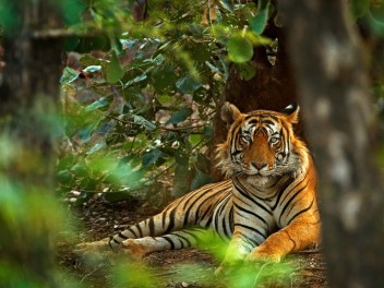 India Naturaleza y Bienestar