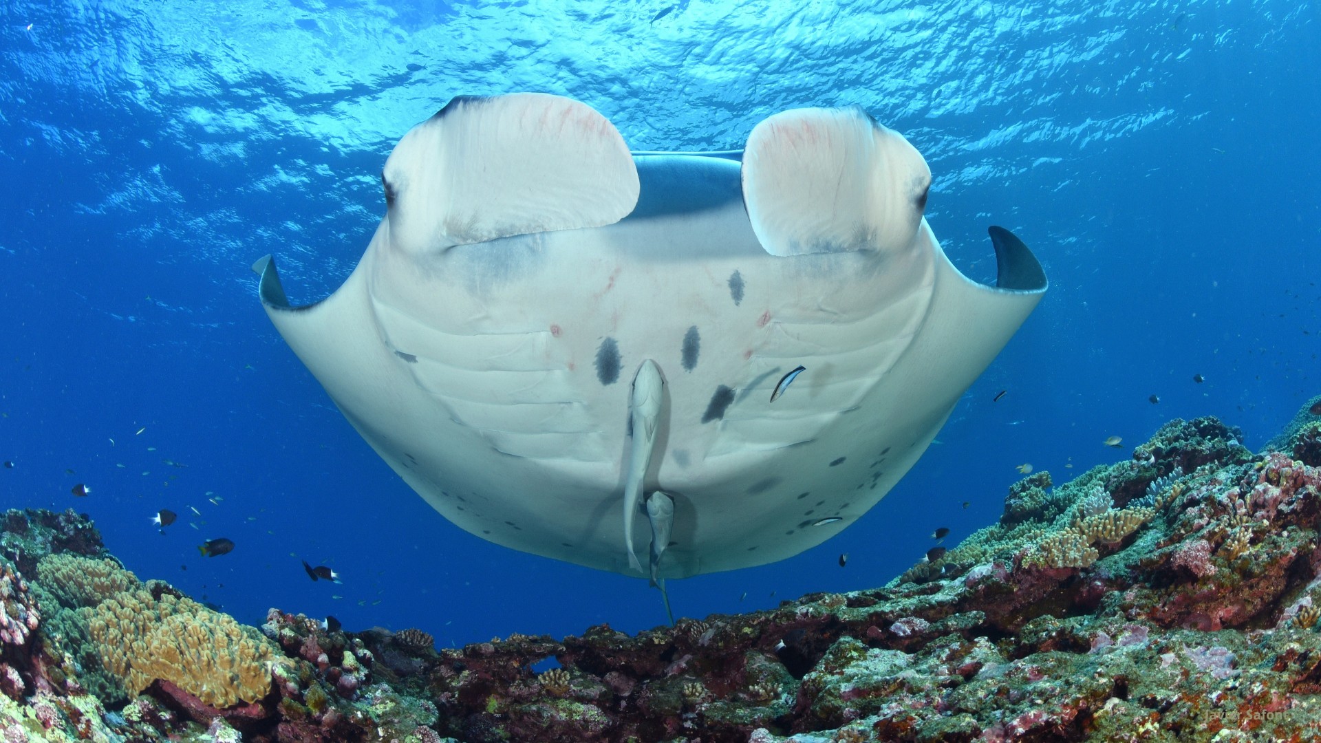 Japón en flor y buceo en Okinawa