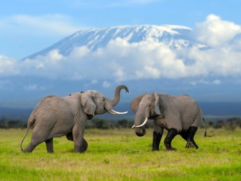 Kenia Salvaje y Arrecifes del Indico